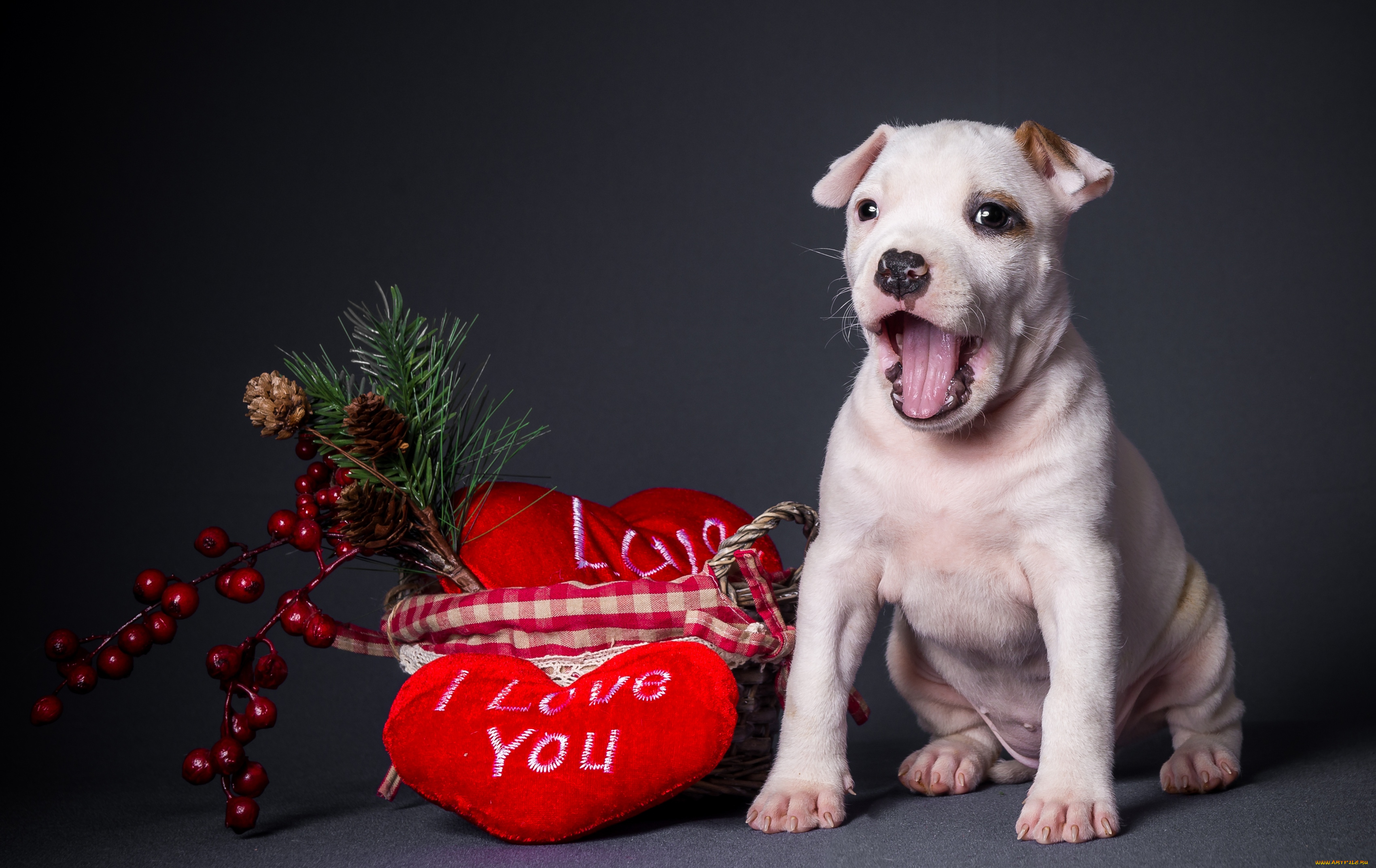 животные, собаки, щенок