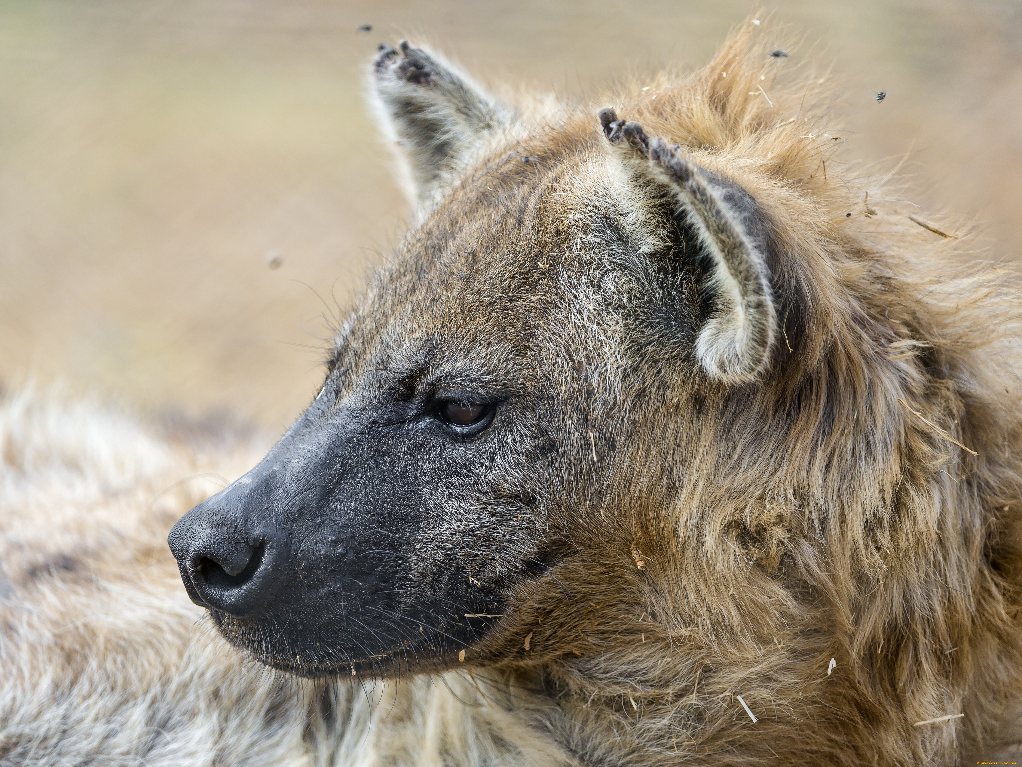 животные, гиены, , гиеновые, собаки, профиль, морда, хищник
