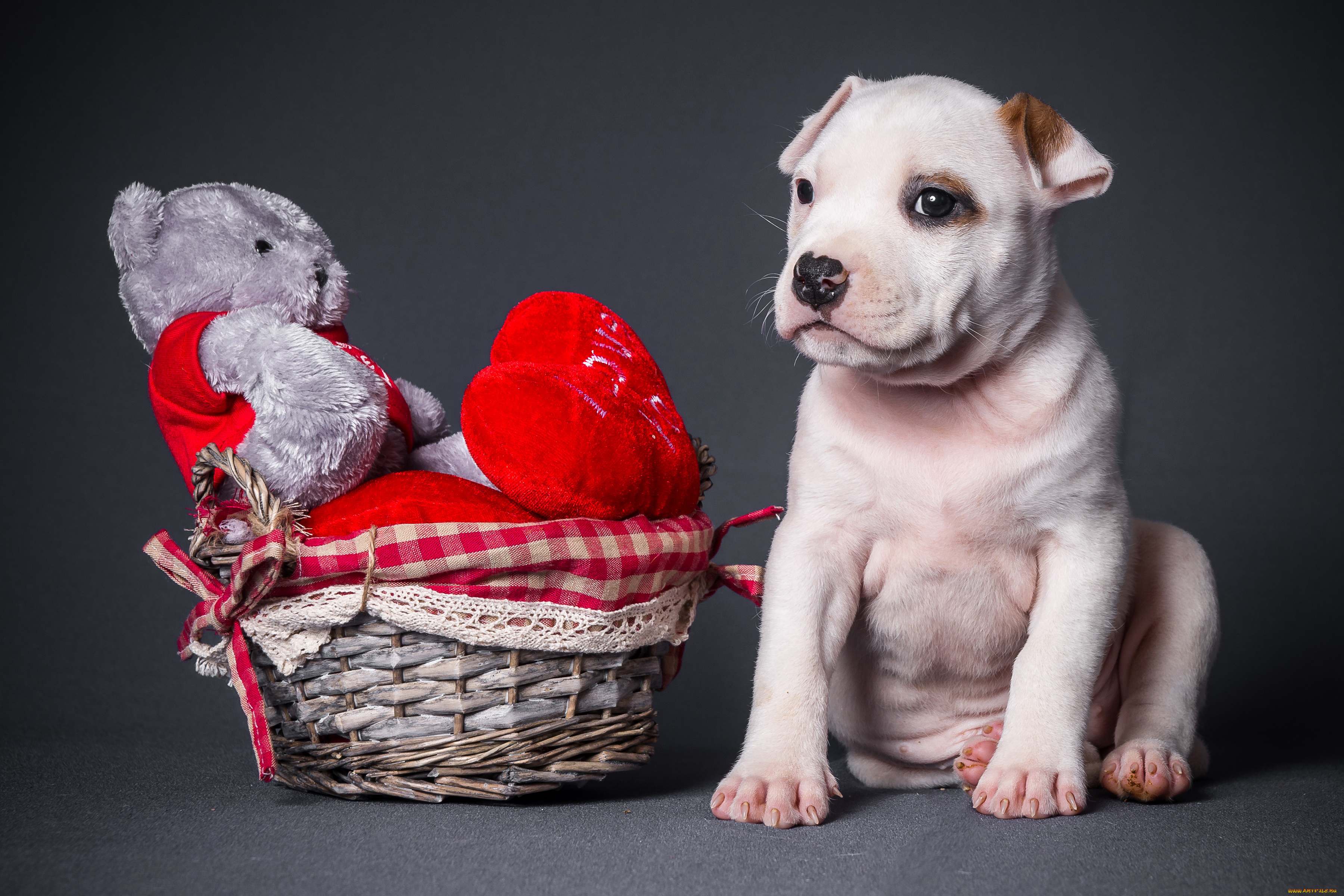 животные, собаки, мишка, корзинка, собака, сердце