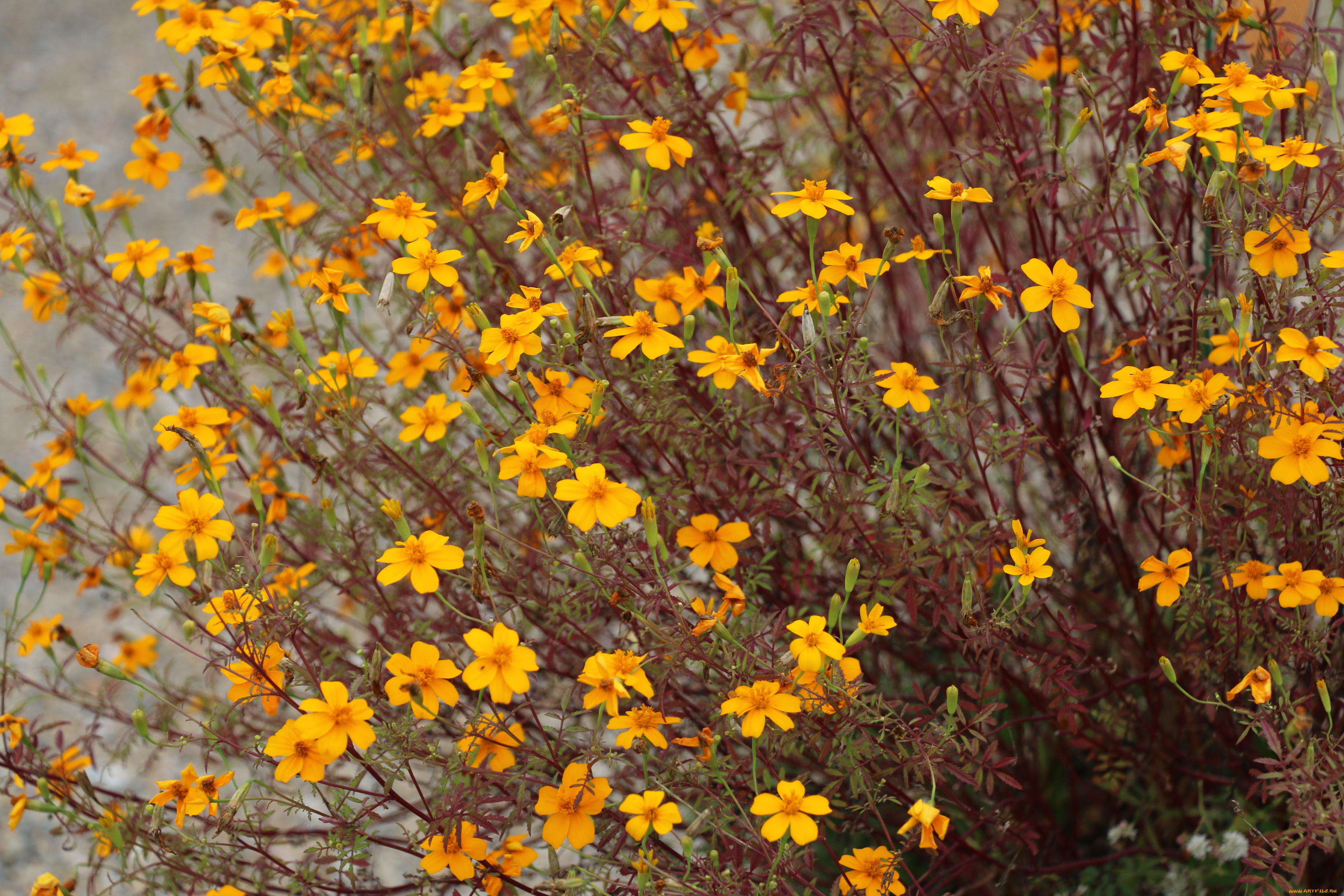 цветы, космея, куст