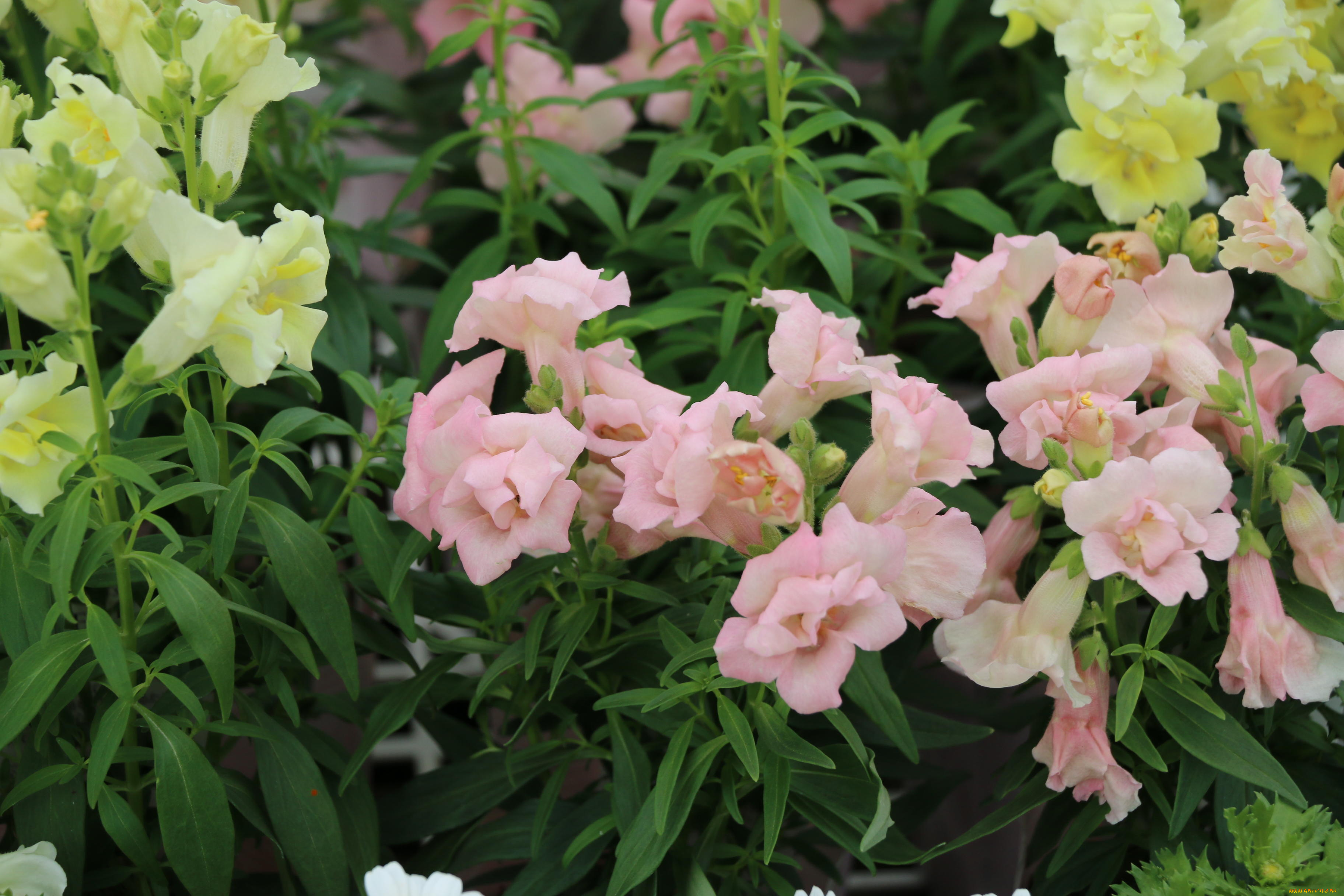 цветы, львиный, зев, бутоны