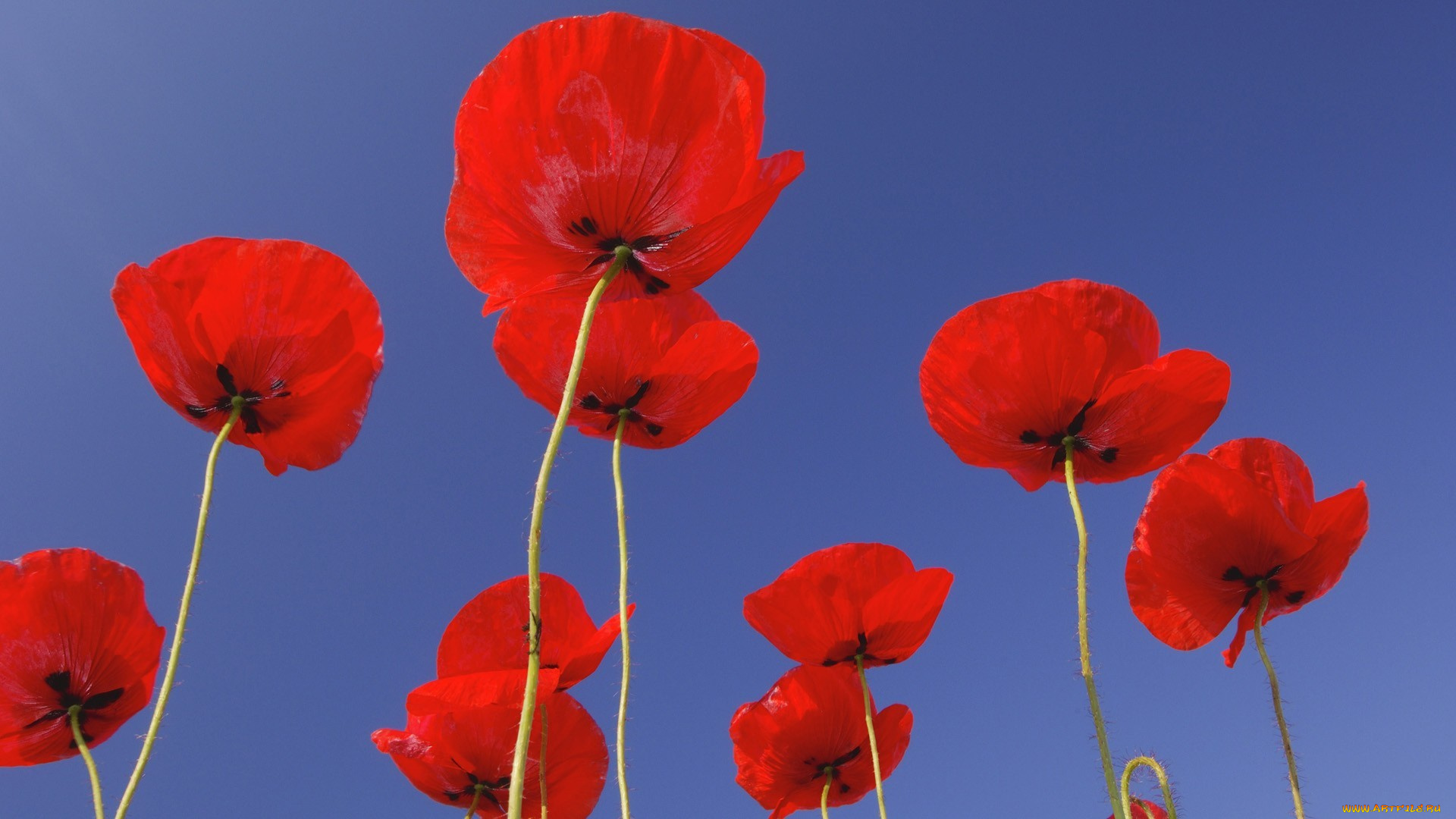 цветы, маки, луг, небо, стебель, лепестки, поле