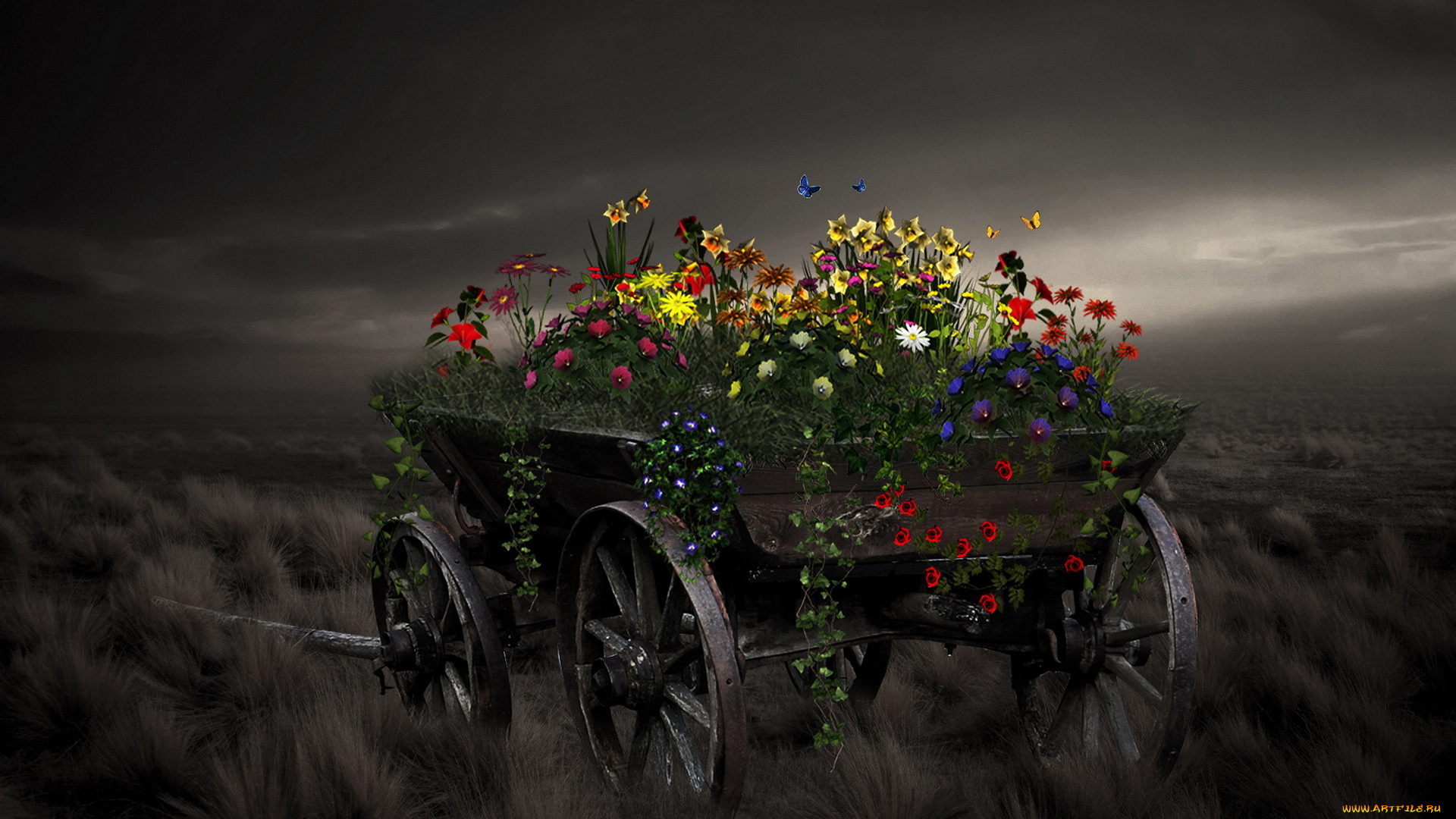 цветы, разные, вместе, клумба