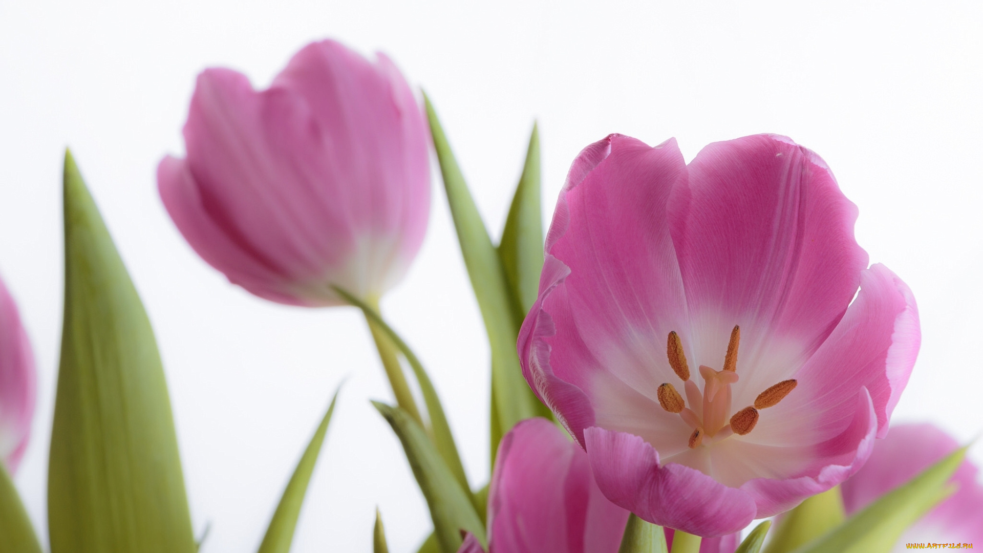 цветы, тюльпаны, лепестки, макро