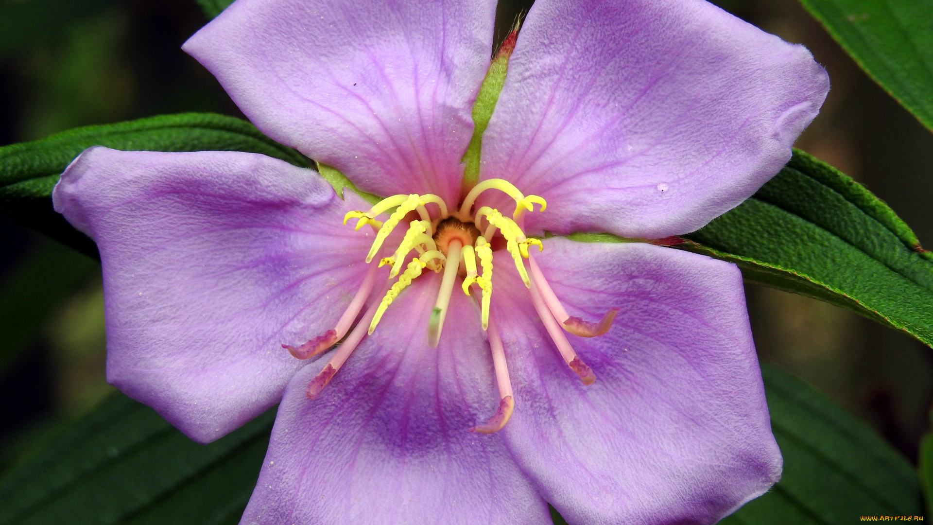 тибухина, цветы, макро