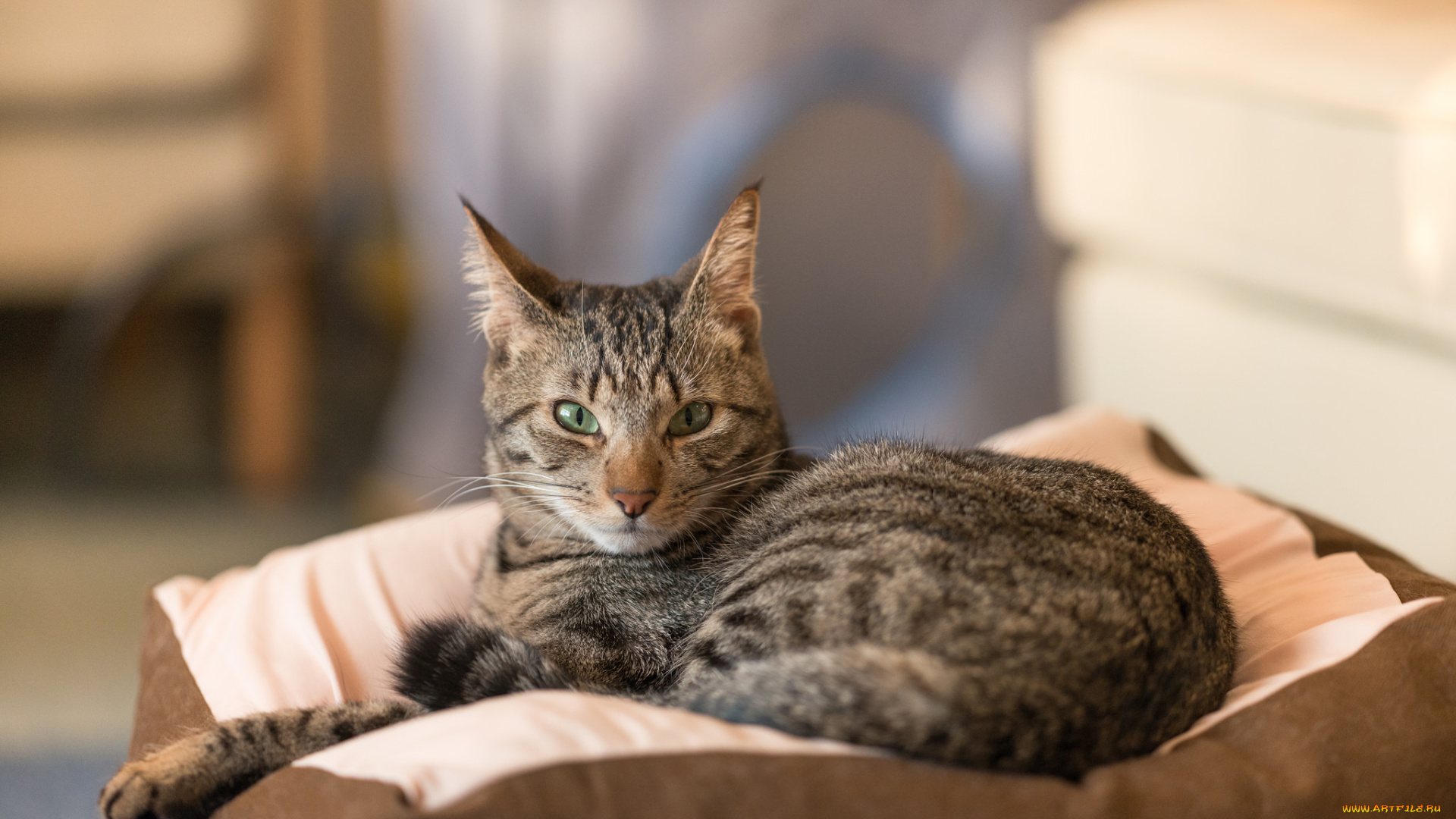 животные, коты, киса