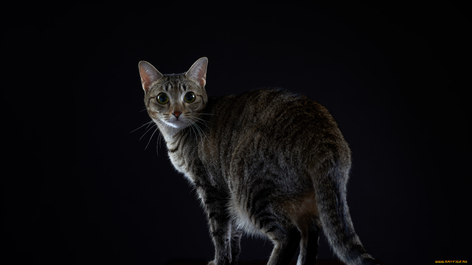 животные, коты, киса