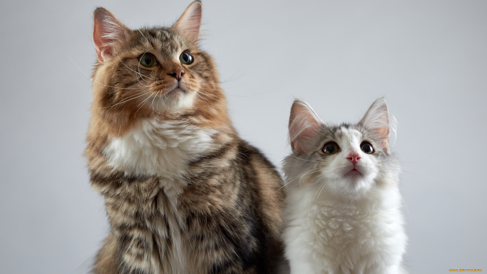 животные, коты, киса