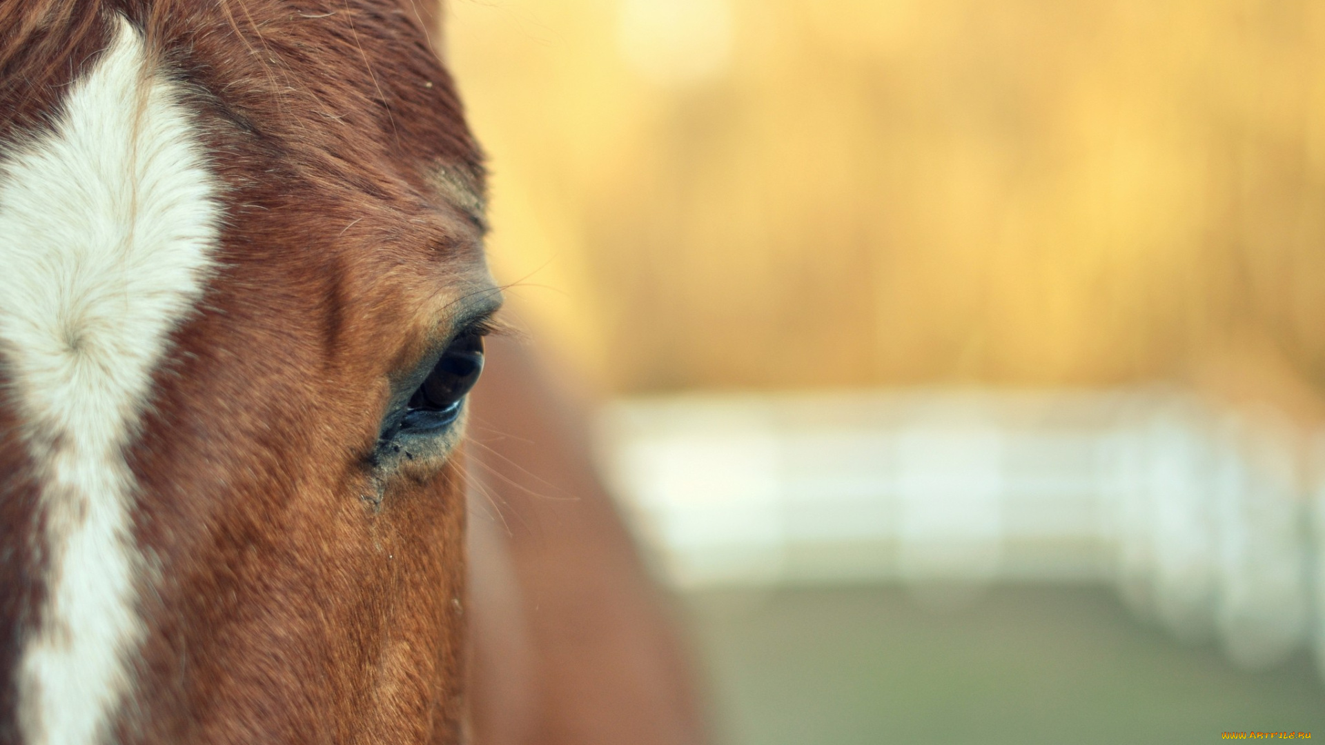 животные, лошади, голова, конь, лошадь, глаз