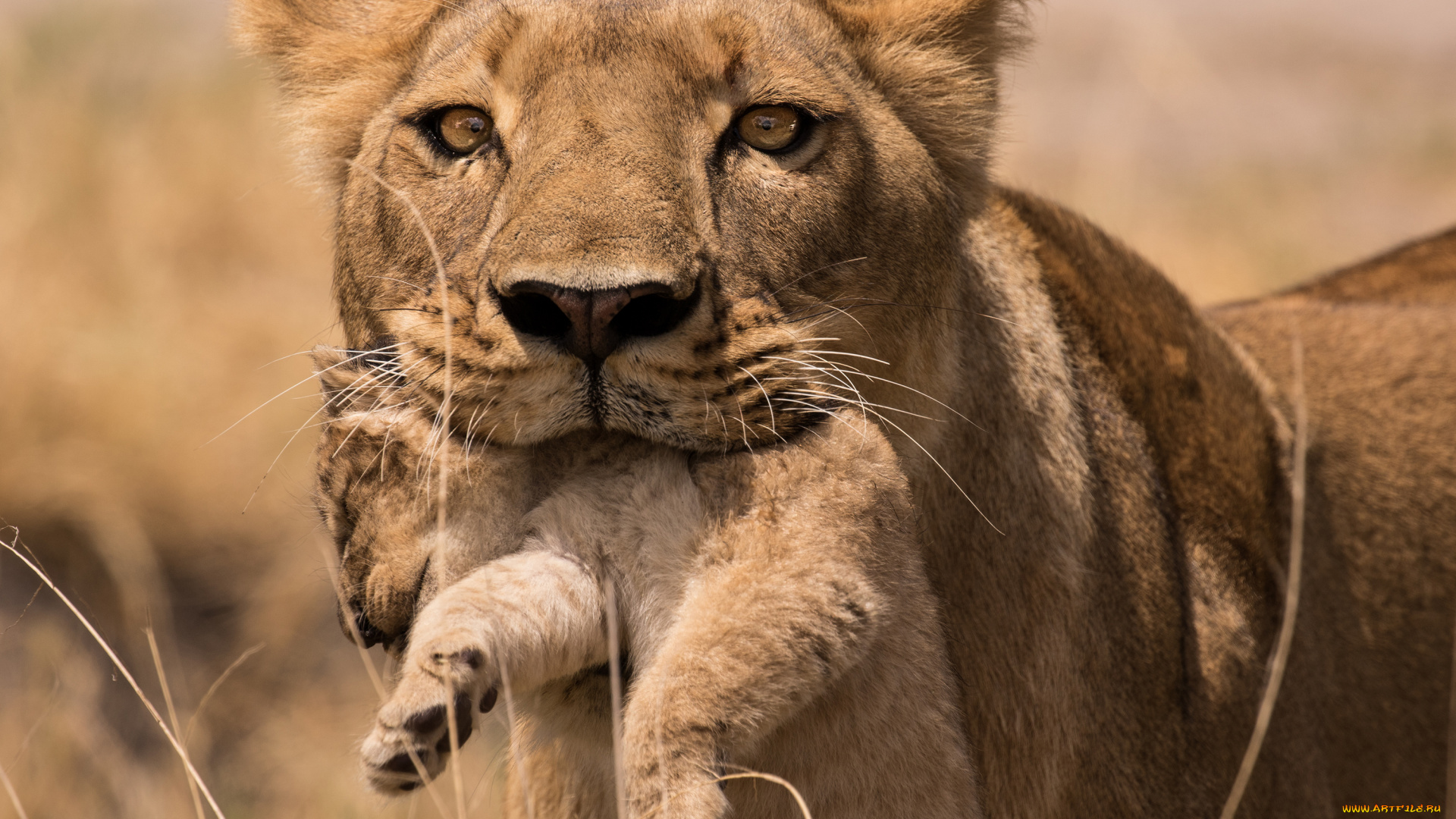 животные, львы, львёнок, кошачие, лев, хищник, животное, львица, держит, львёнка