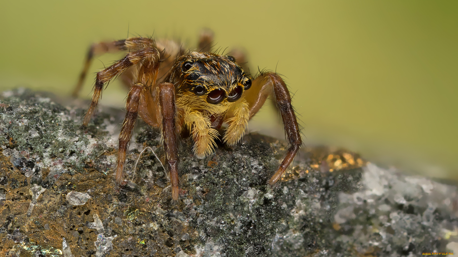 животные, пауки, макро, паук