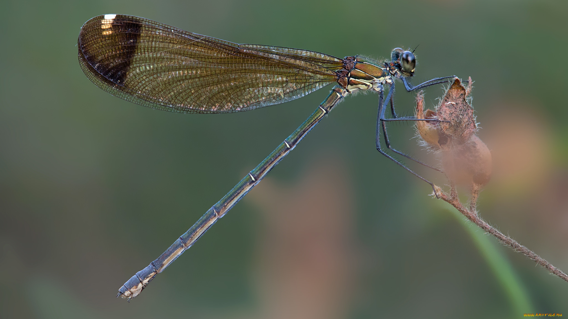 животные, стрекозы, макро, стрекоза