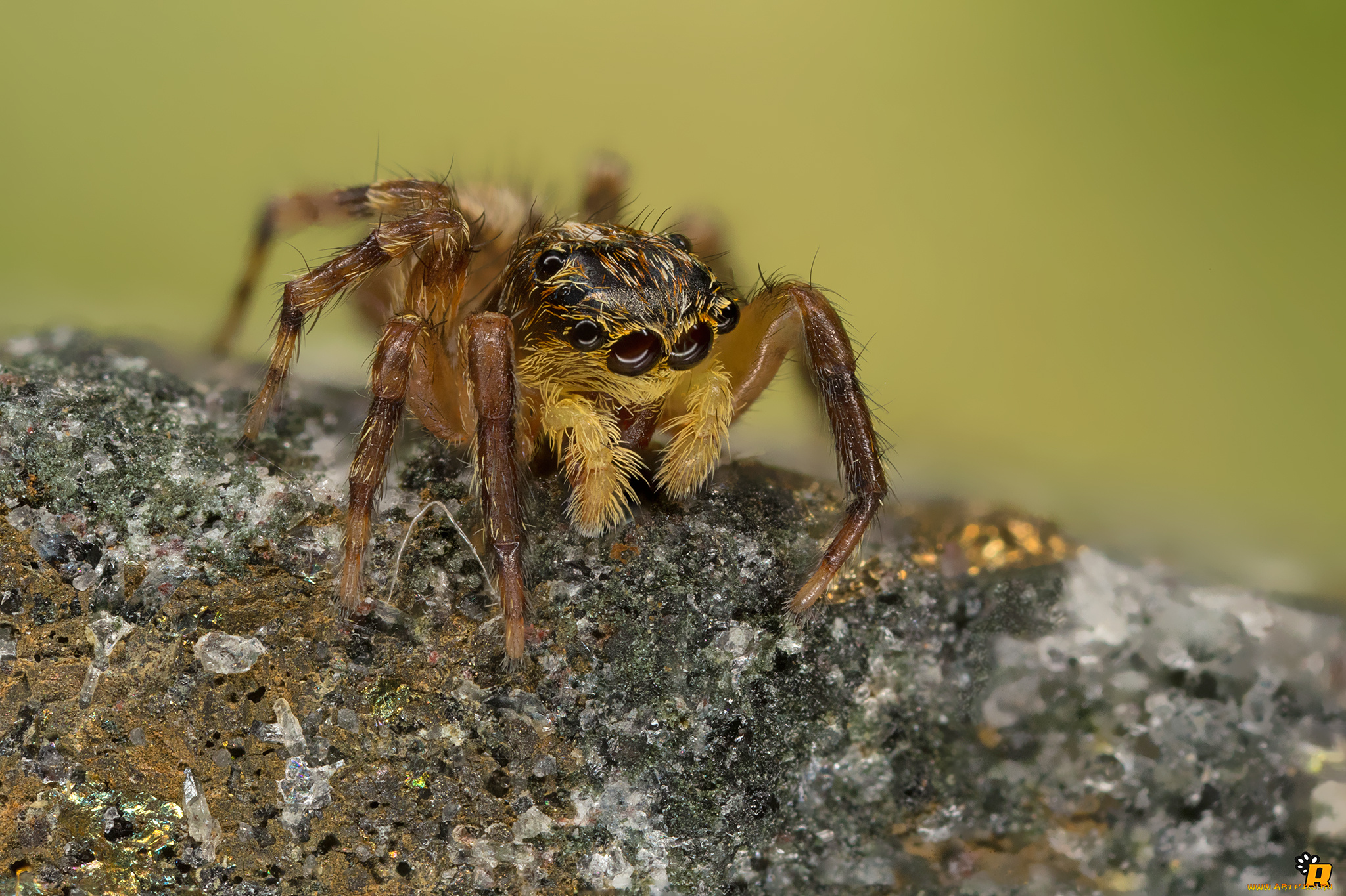 животные, пауки, макро, паук
