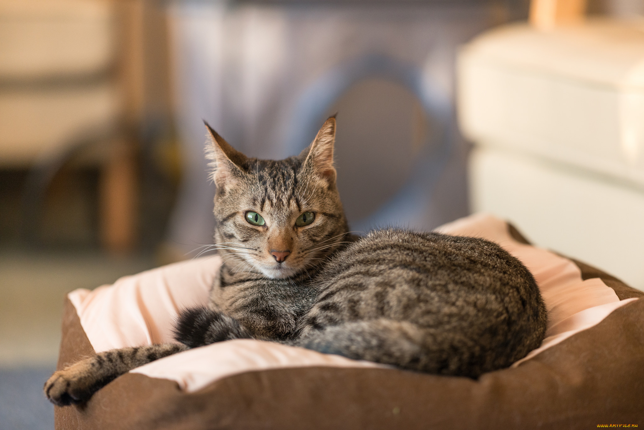 животные, коты, киса