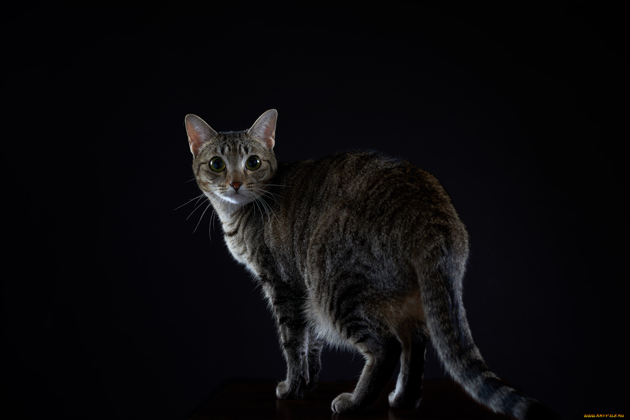 животные, коты, киса