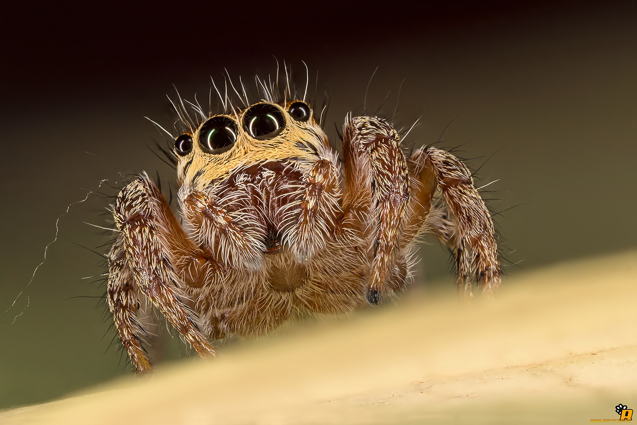 животные, пауки, паук