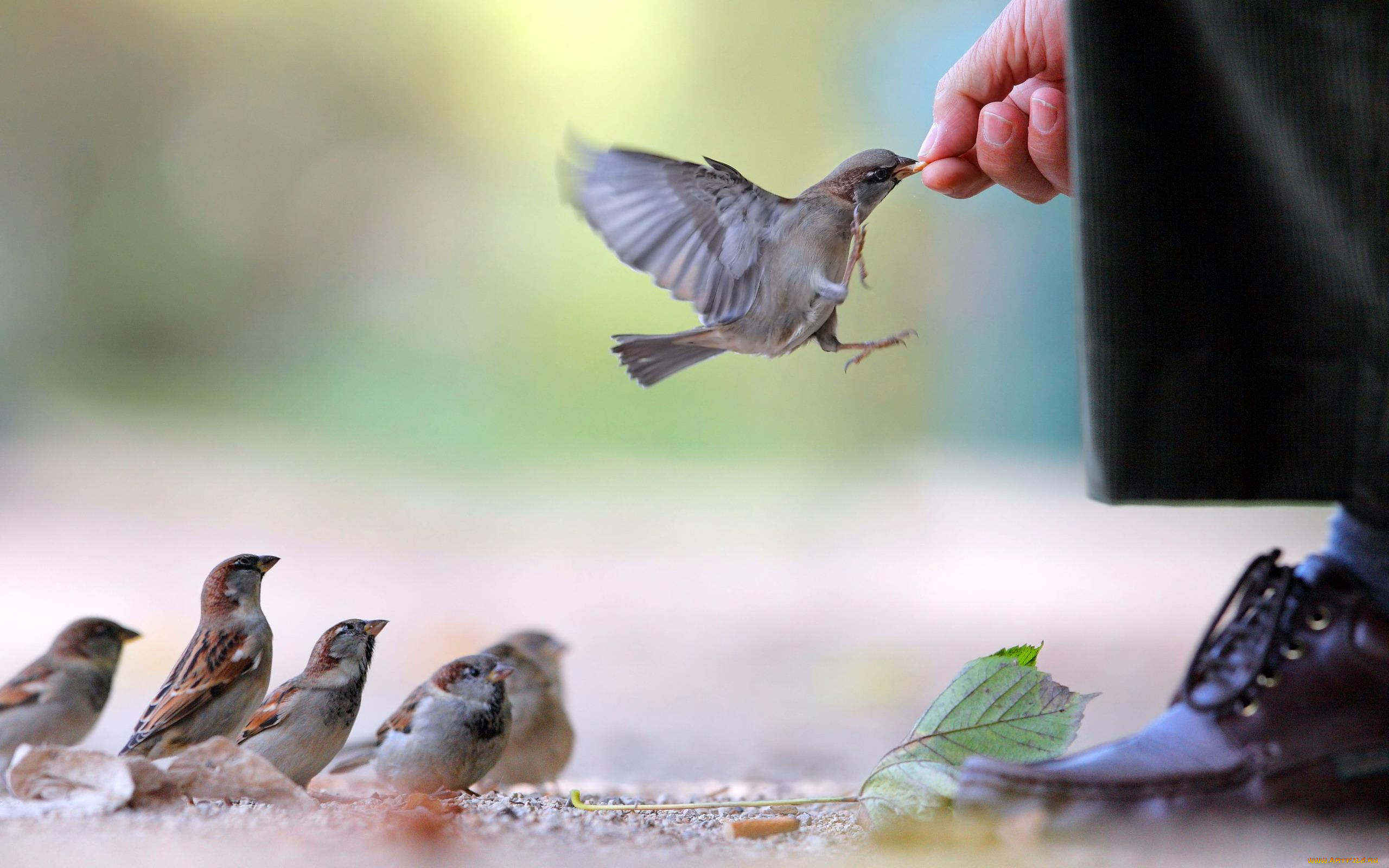 животные, воробьи, нога, семена, стая, кормление, рука