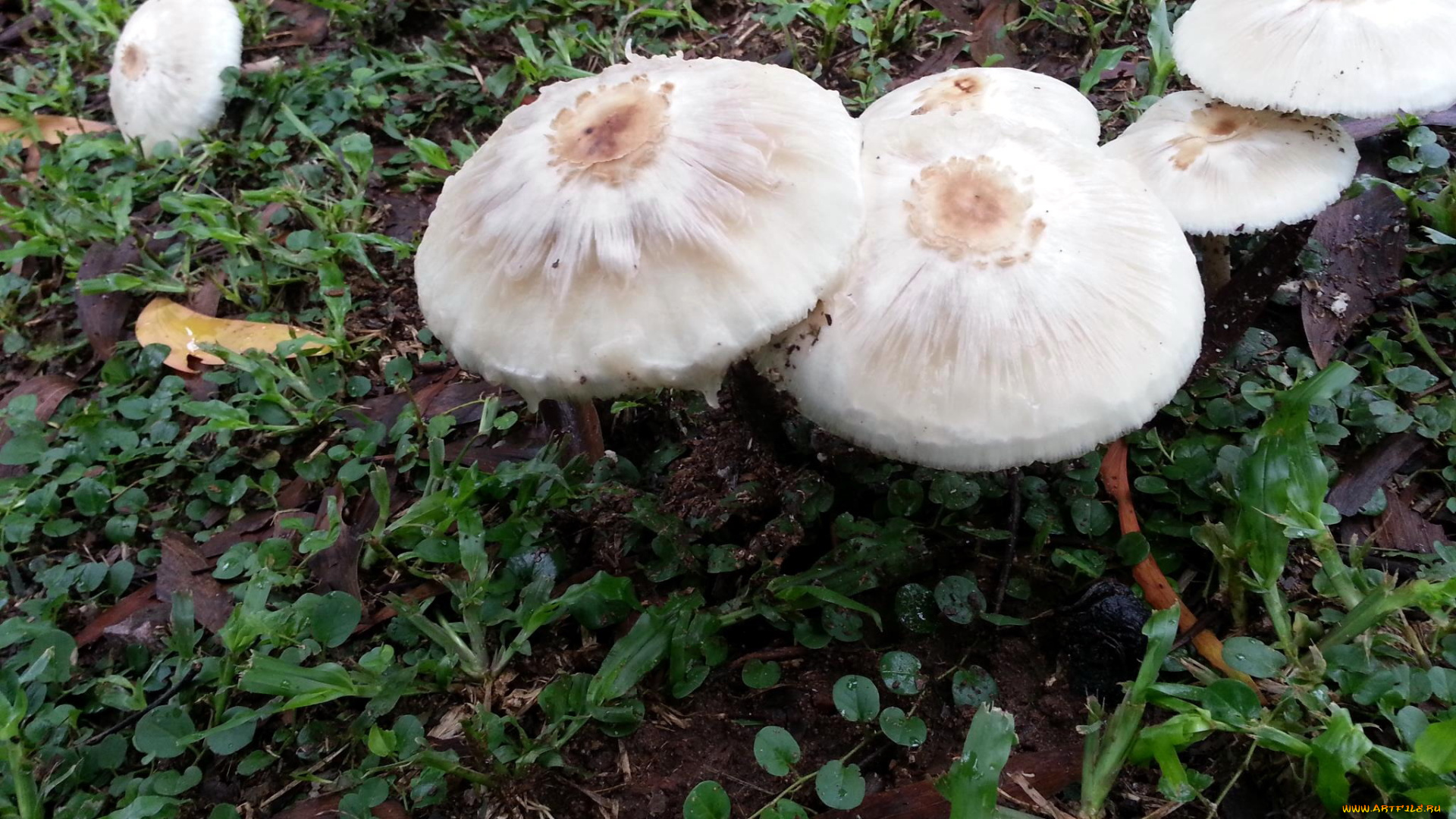 природа, грибы, семейка