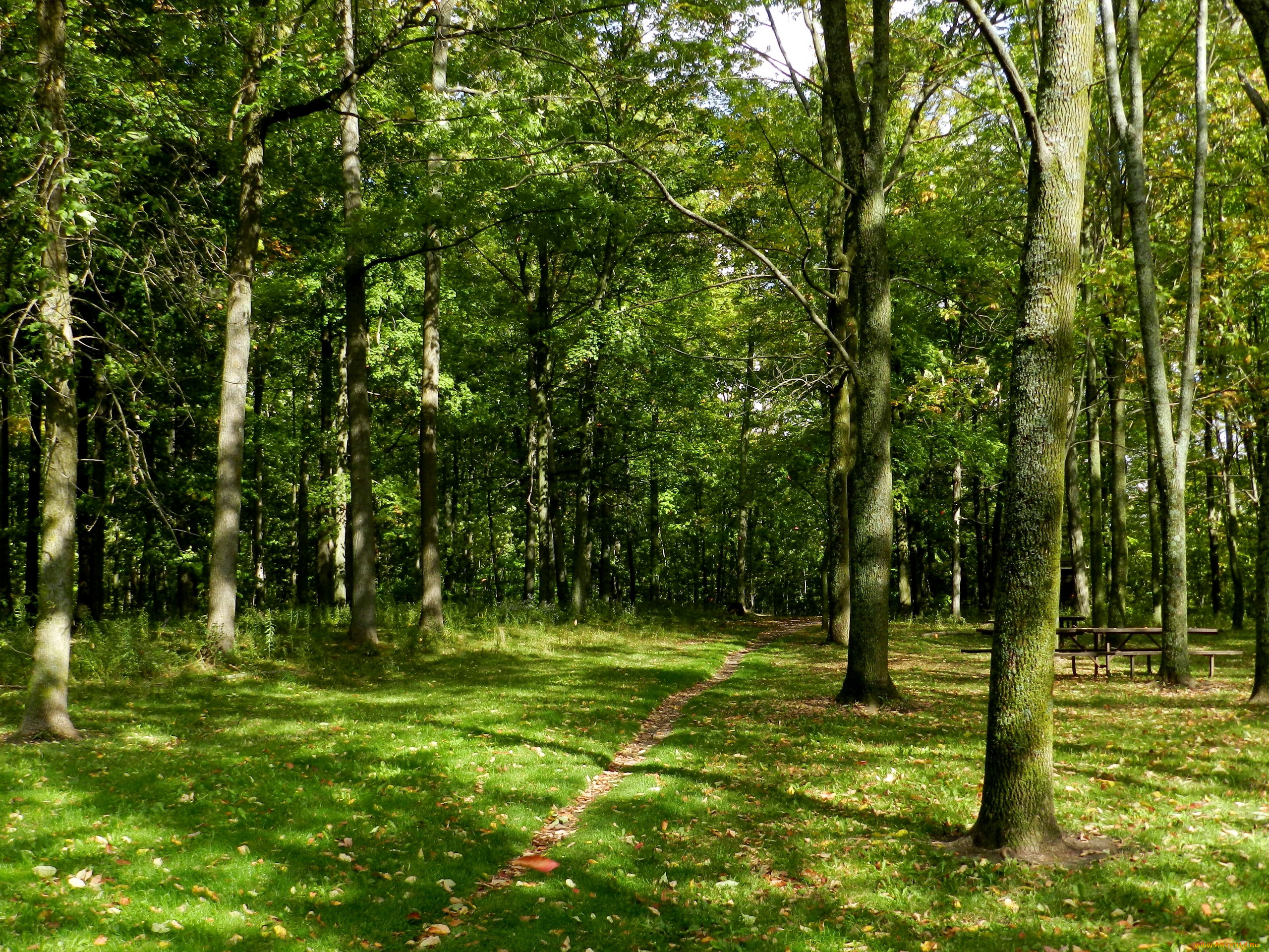 природа, лес, деревья, тропинка, лето