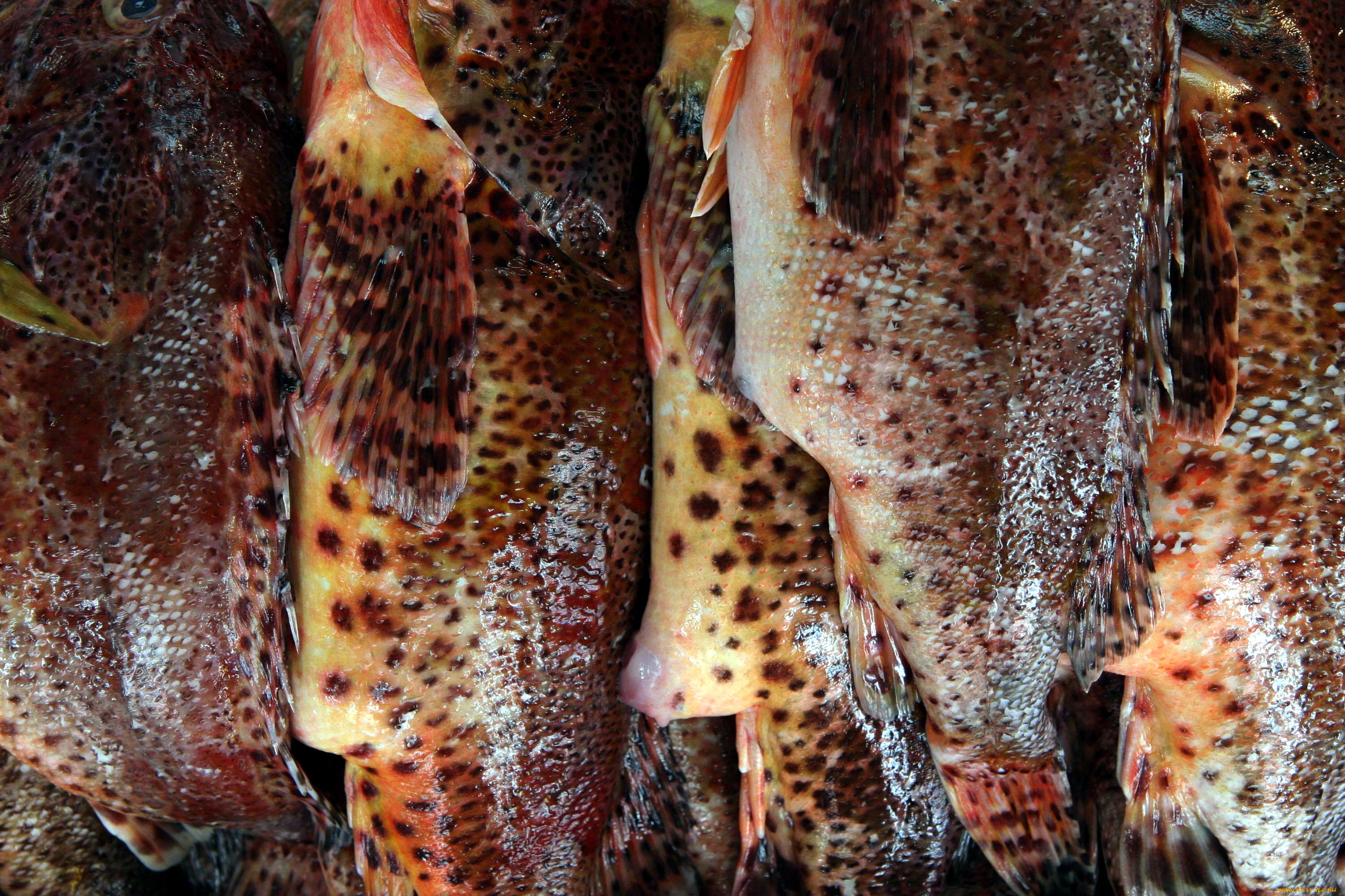 еда, рыба, , морепродукты, , суши, , роллы, свежая