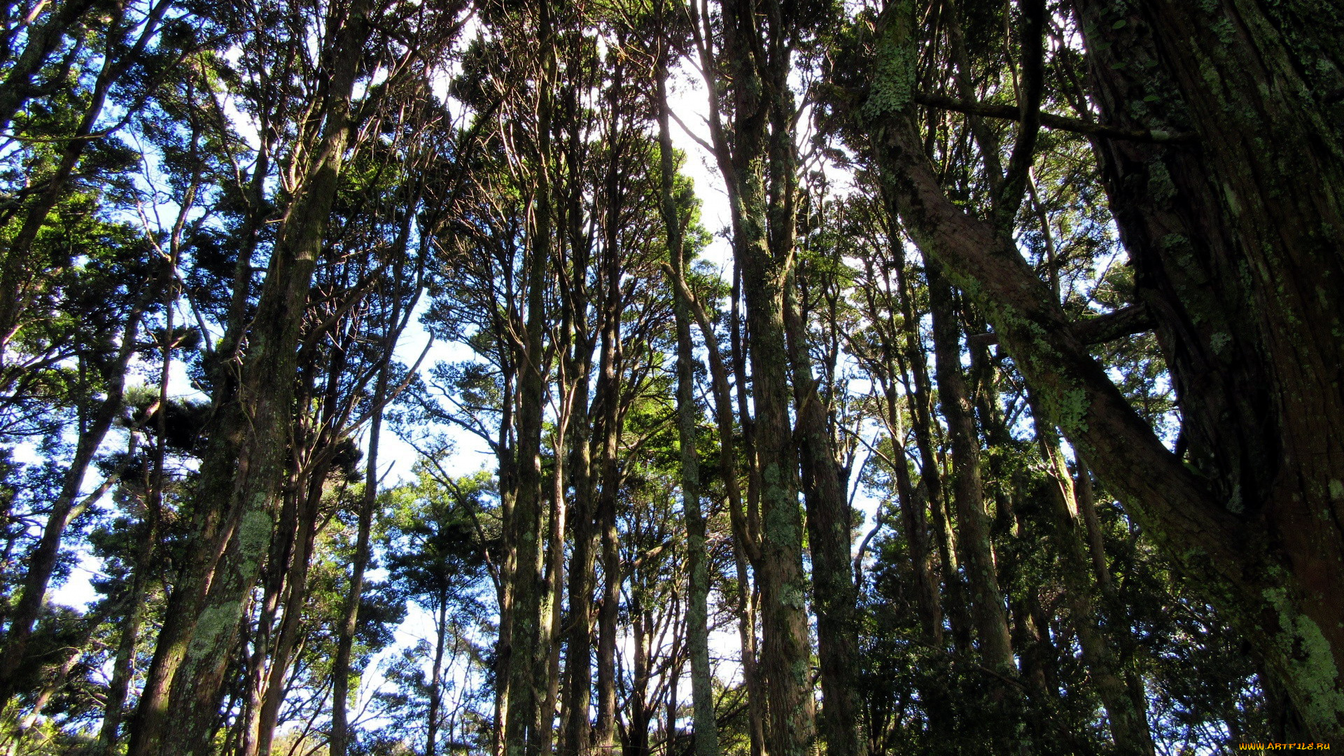 природа, деревья, сосны