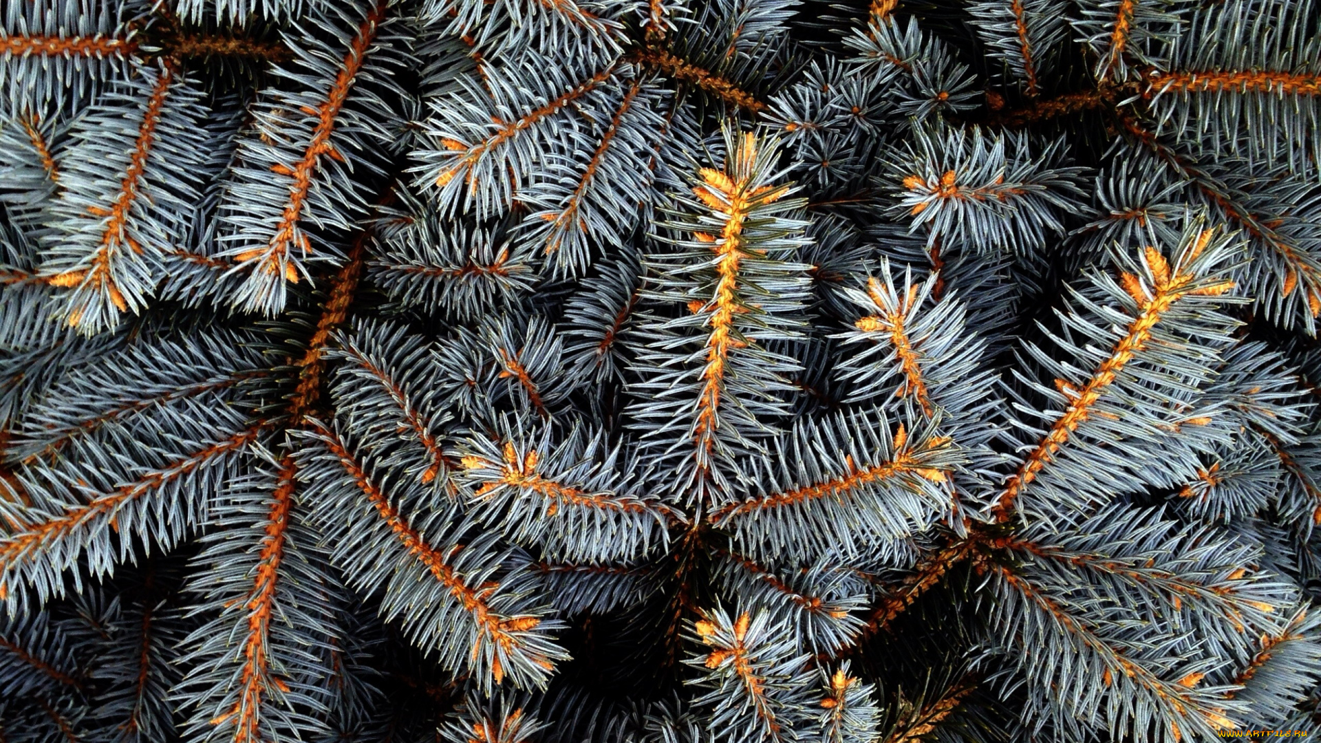 природа, листья, иголки