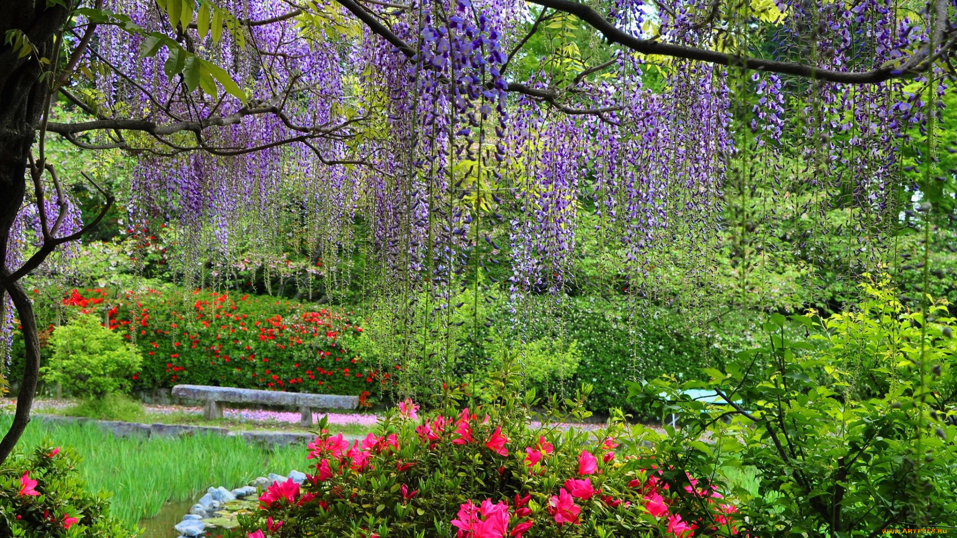 природа, парк, глициния