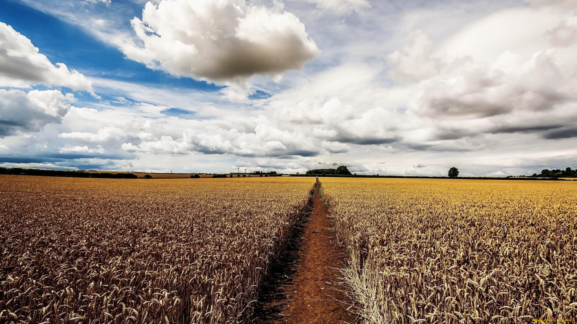 природа, поля, тропинка, поле, пшеница