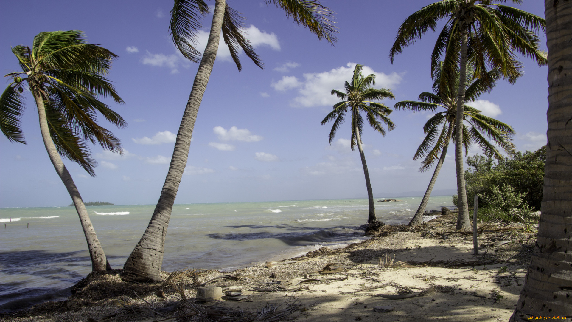 природа, тропики, простор