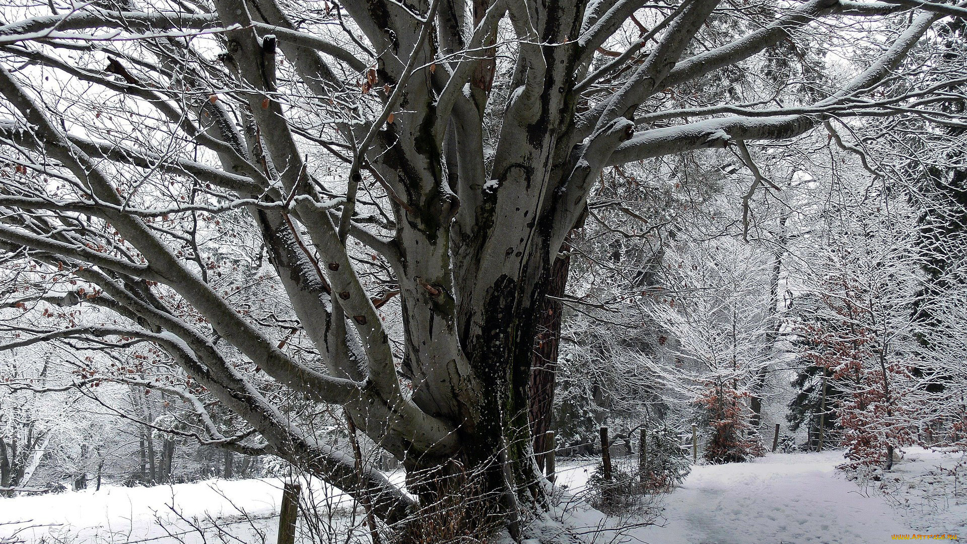 природа, зима, снег