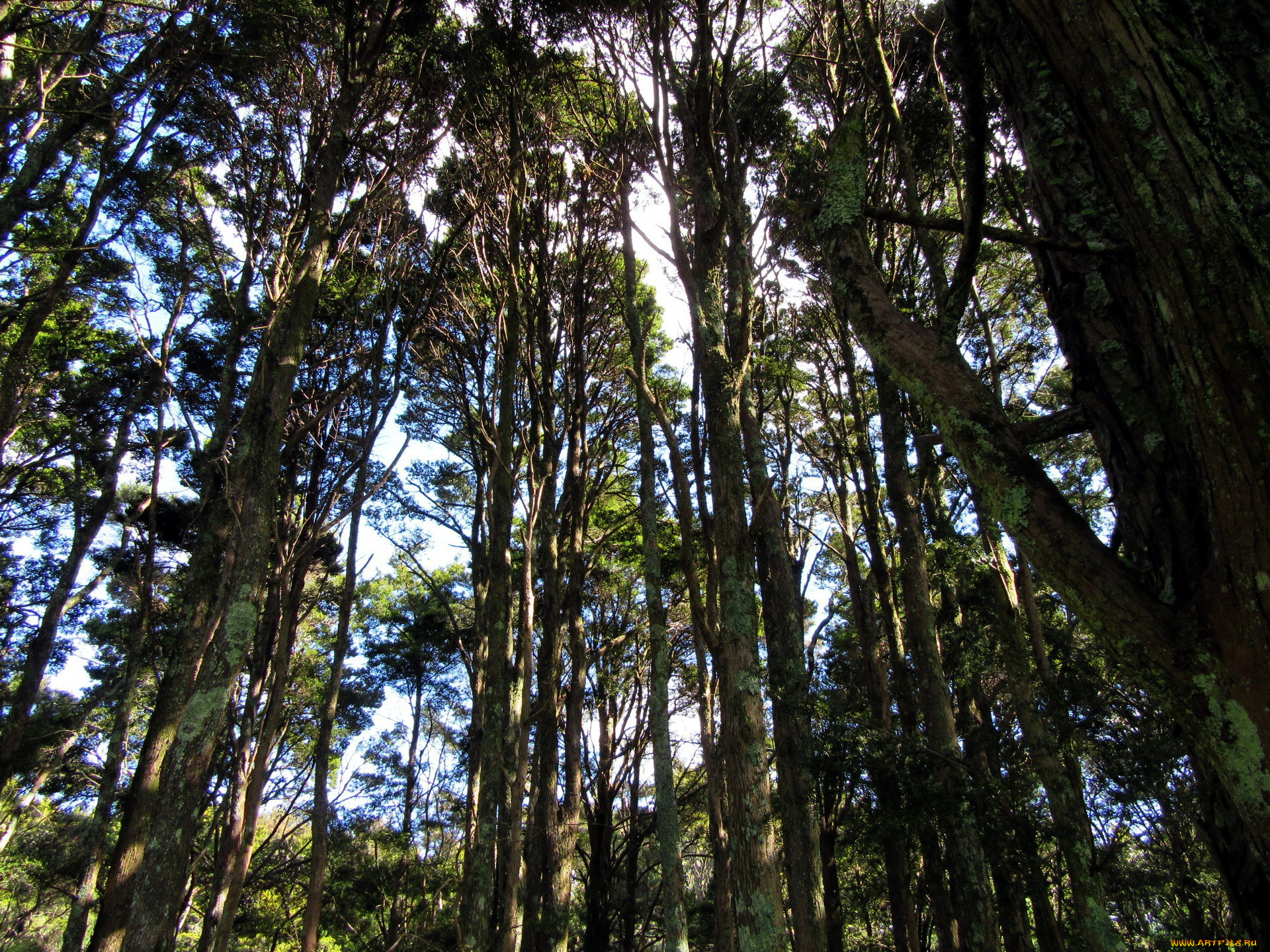 природа, деревья, сосны