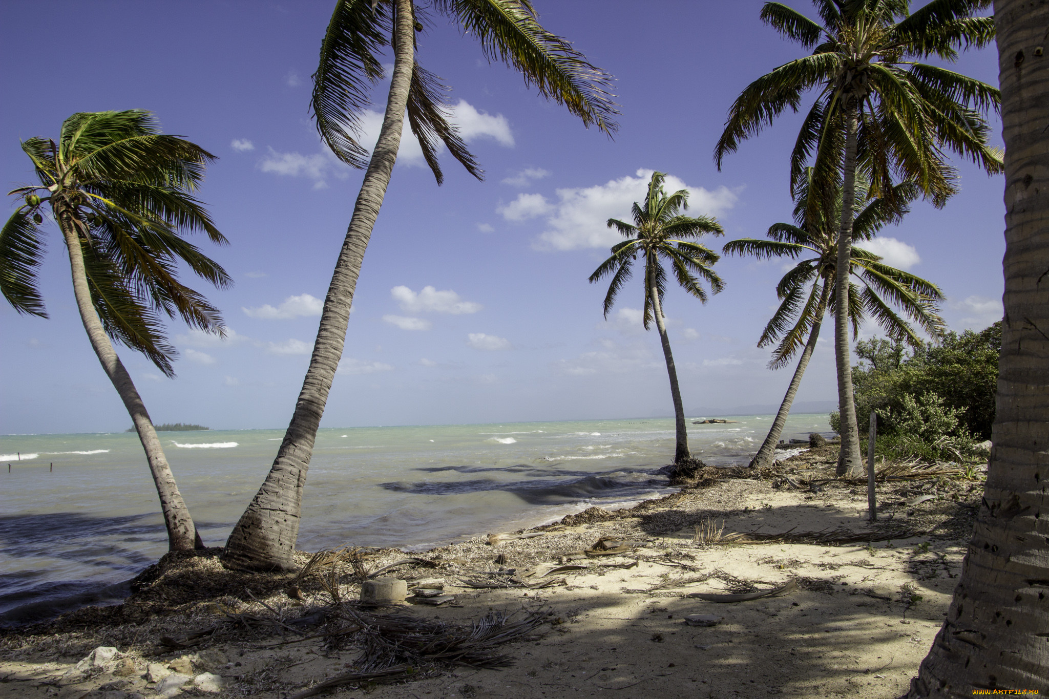 природа, тропики, простор