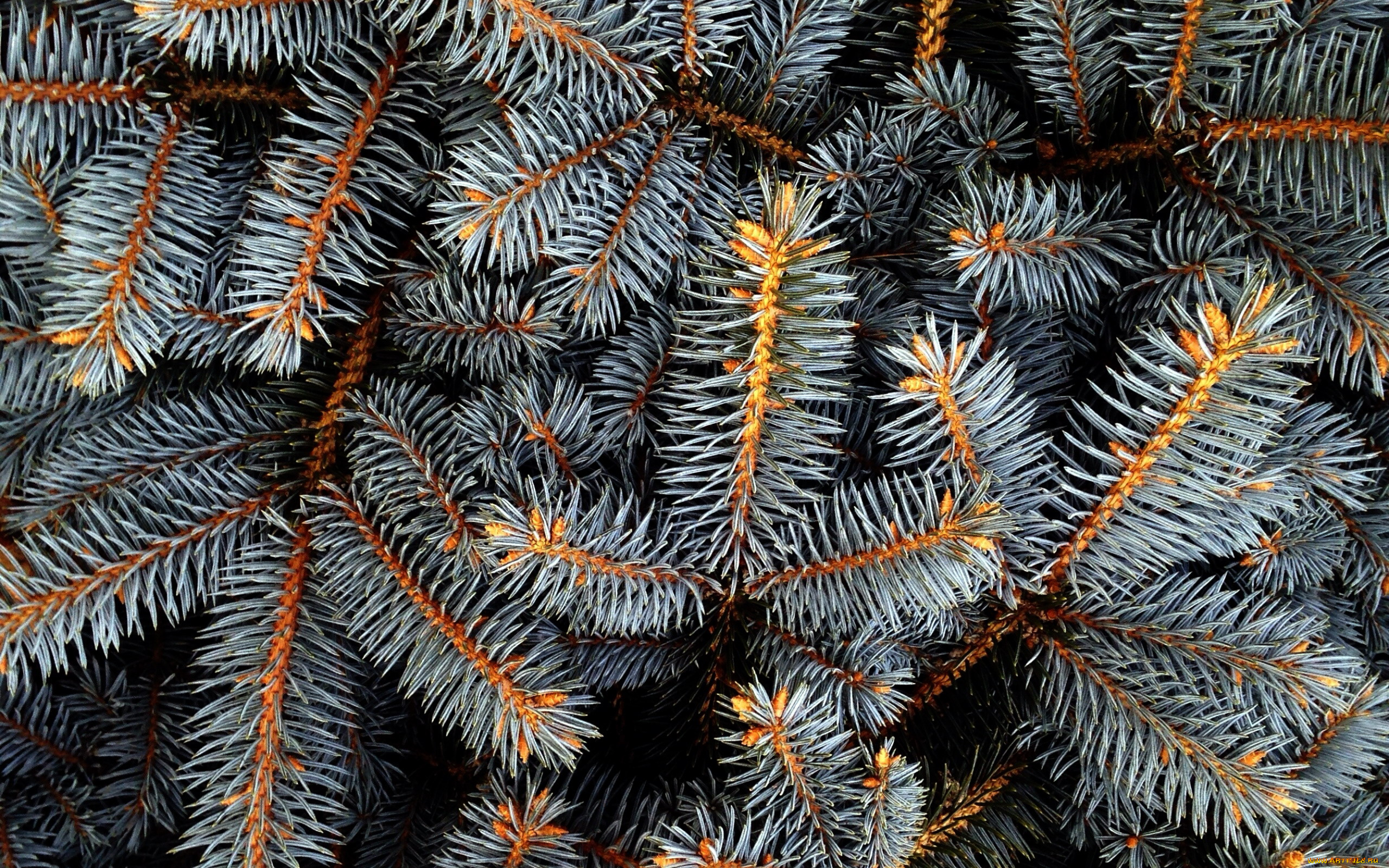 природа, листья, иголки