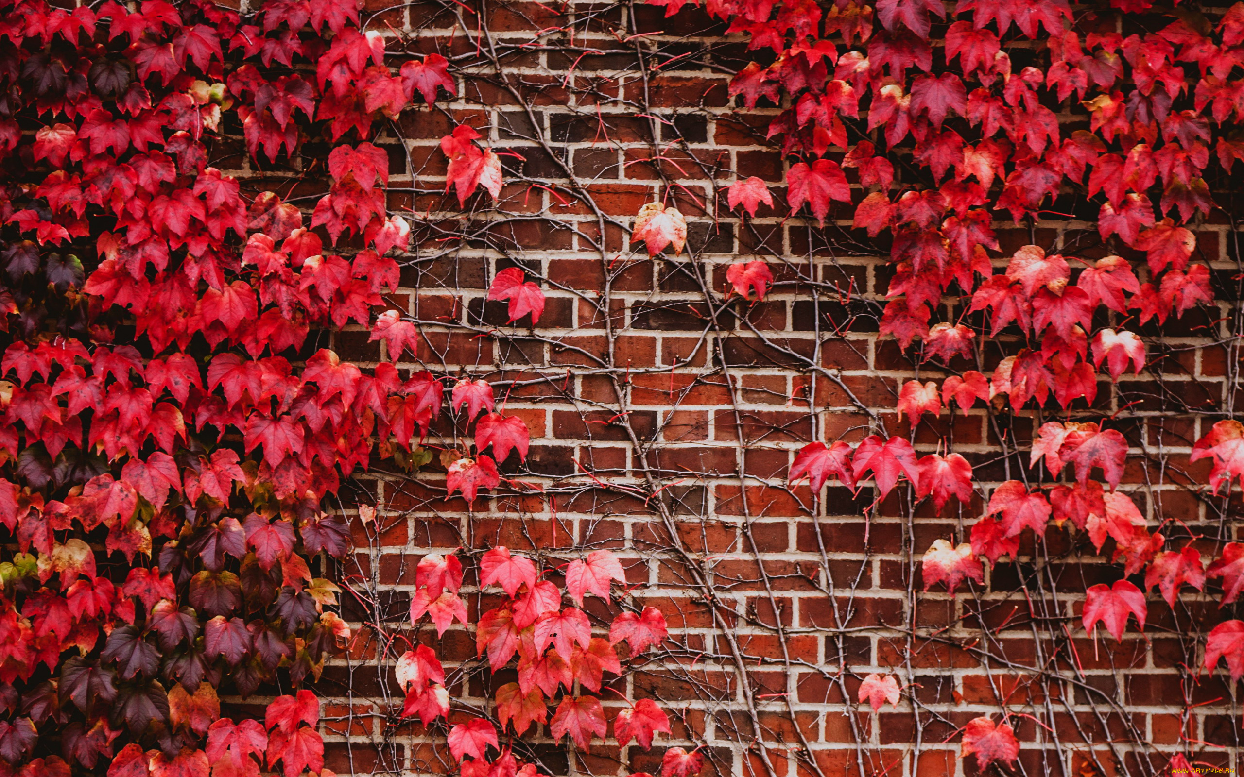 природа, листья, осень