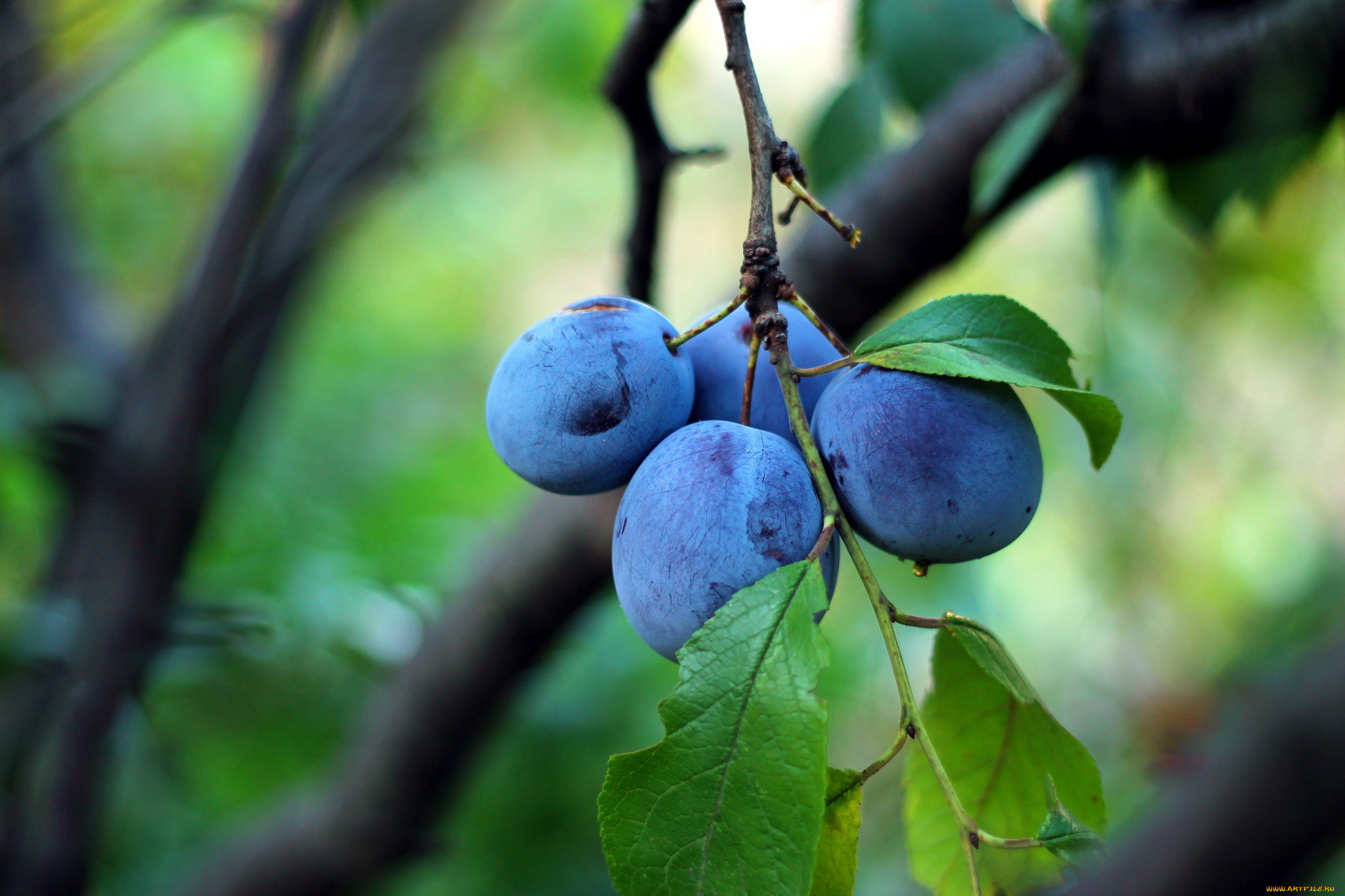 природа, плоды, сливы
