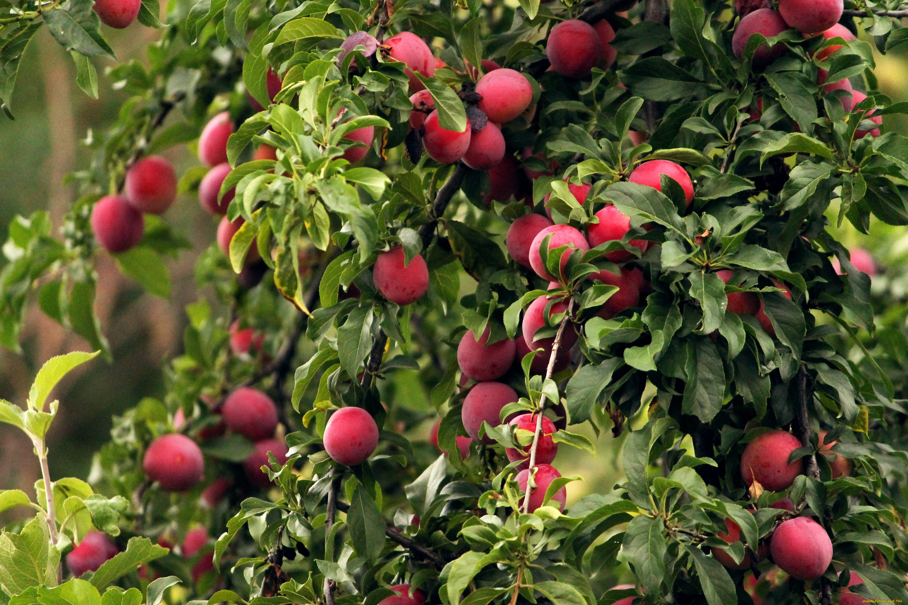 природа, плоды, сливы