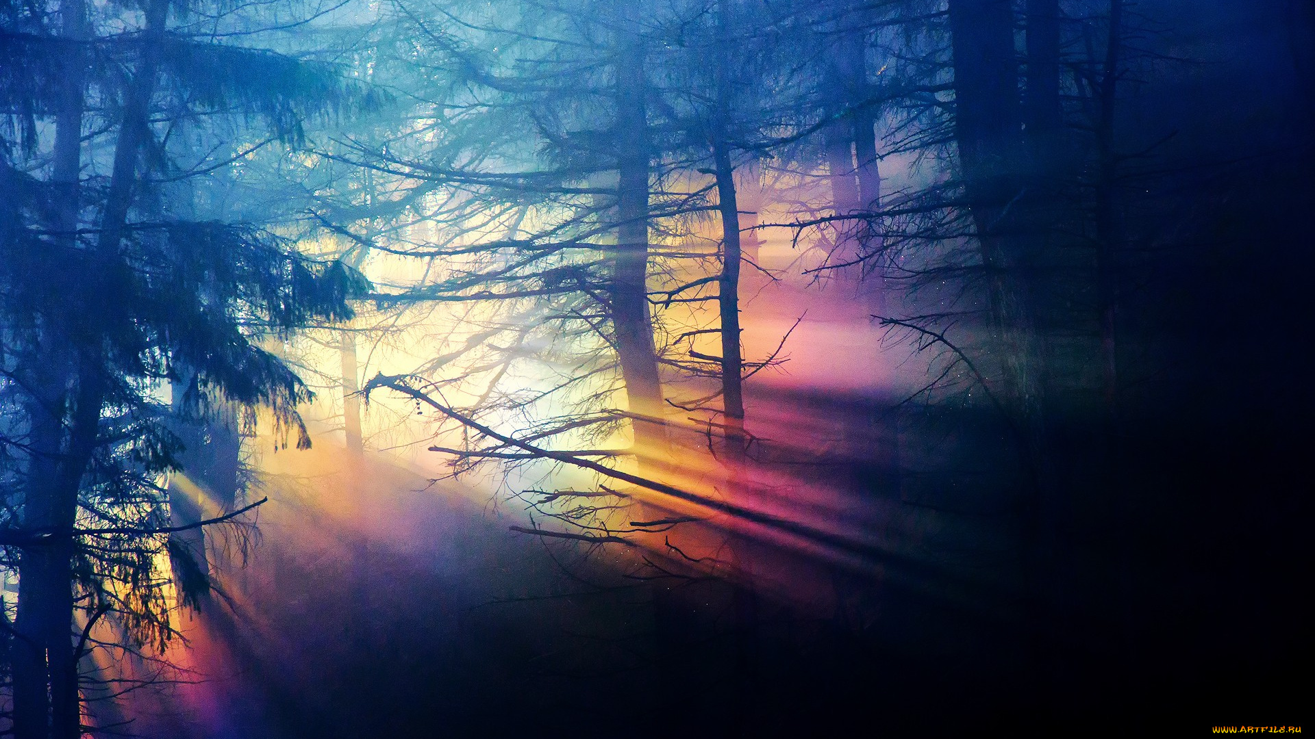 природа, лес, деревья, лучи, рассвет