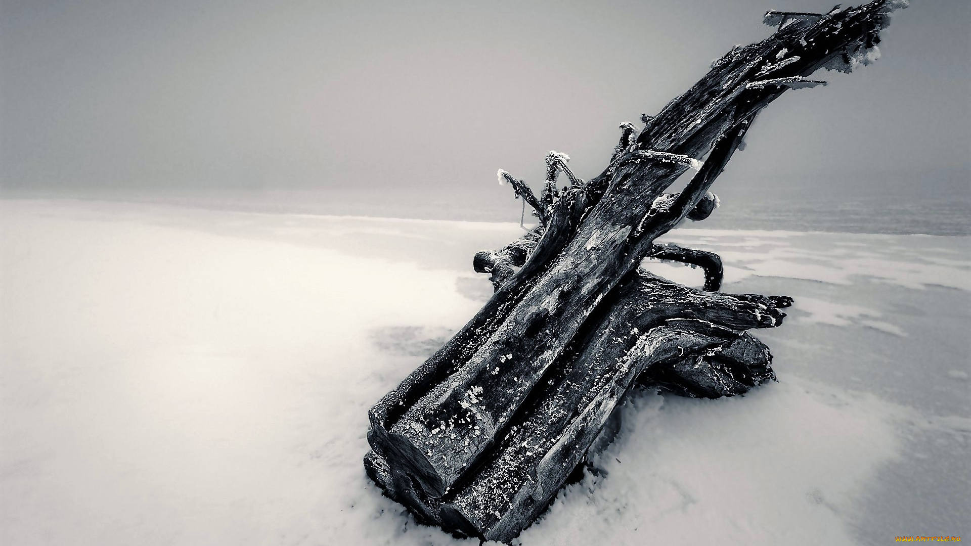 природа, побережье, берег, коряга