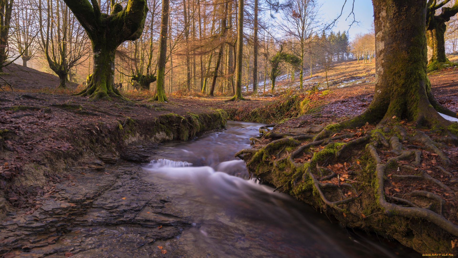 природа, реки, озера, лес, речка