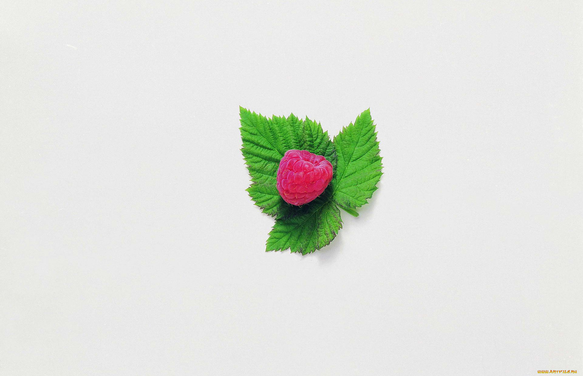 еда, малина, ягода, листочек, мята