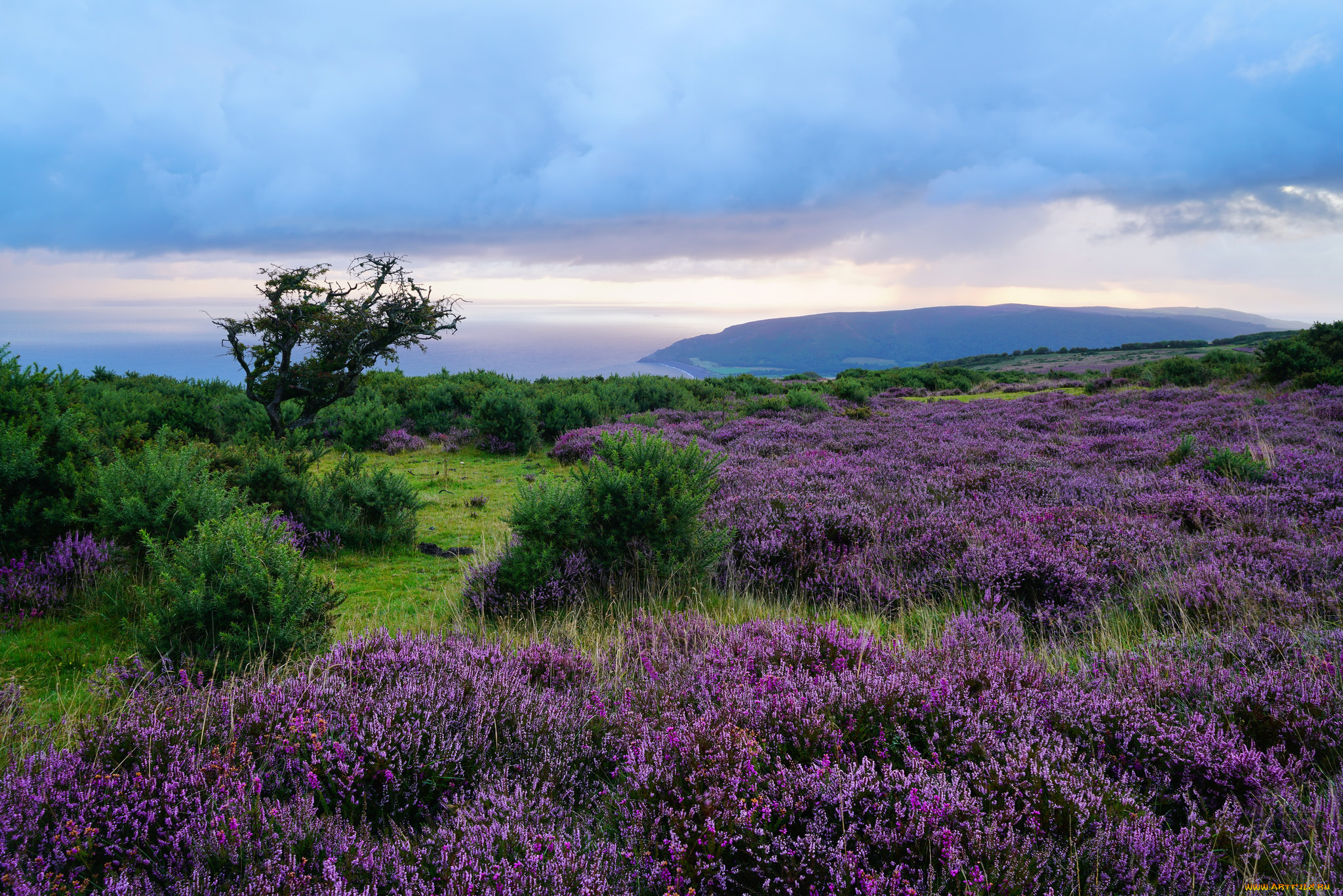 природа, луга, простор