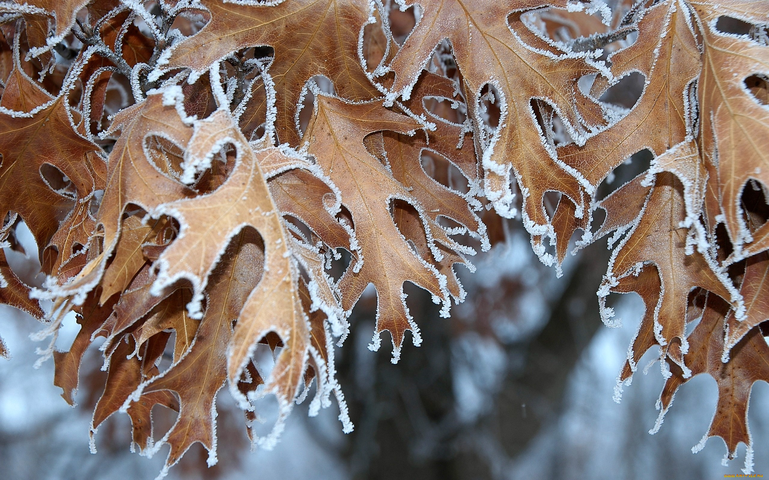 природа, листья, дуб, иней