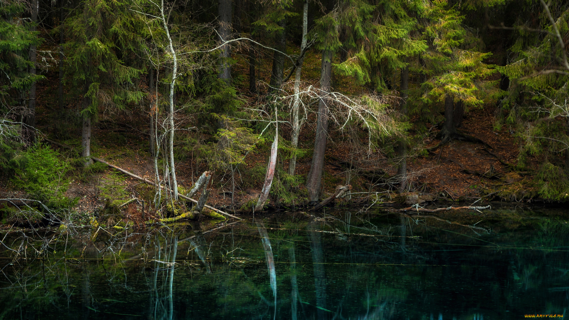 природа, лес, изумрудный