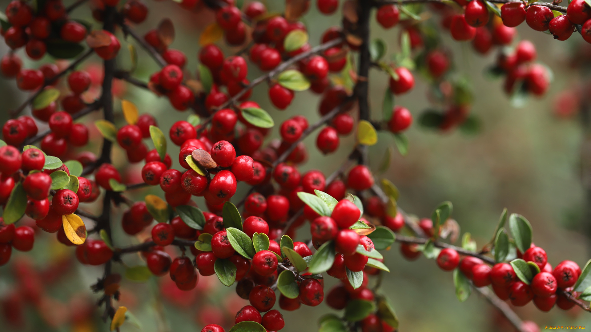 природа, ягоды, ирга