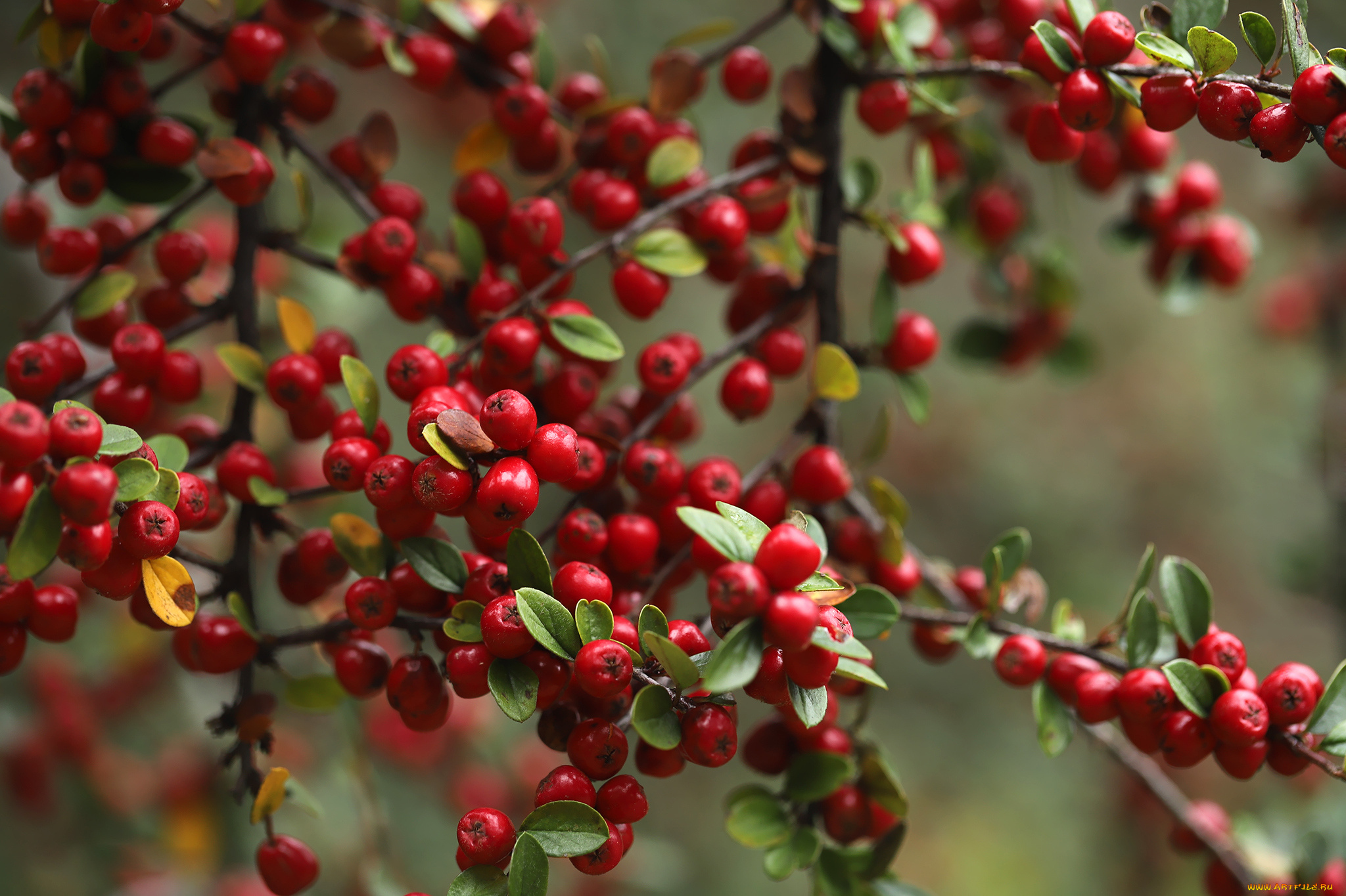 природа, ягоды, ирга