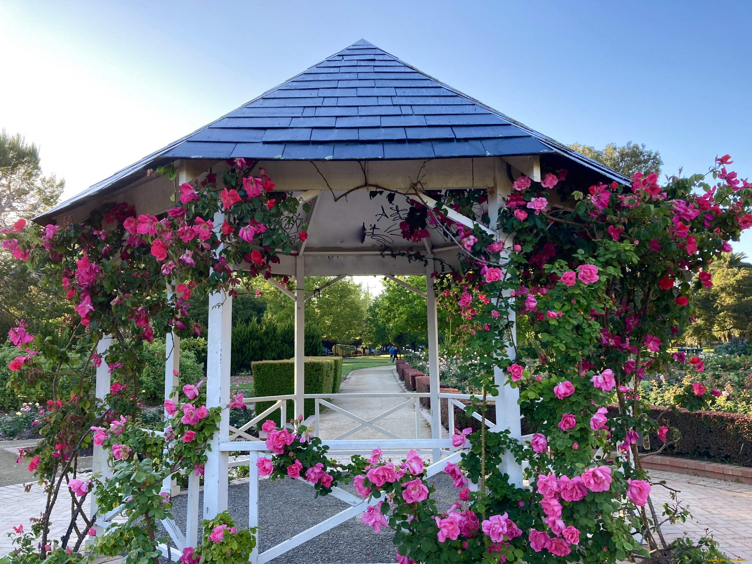 природа, парк, беседка, розы
