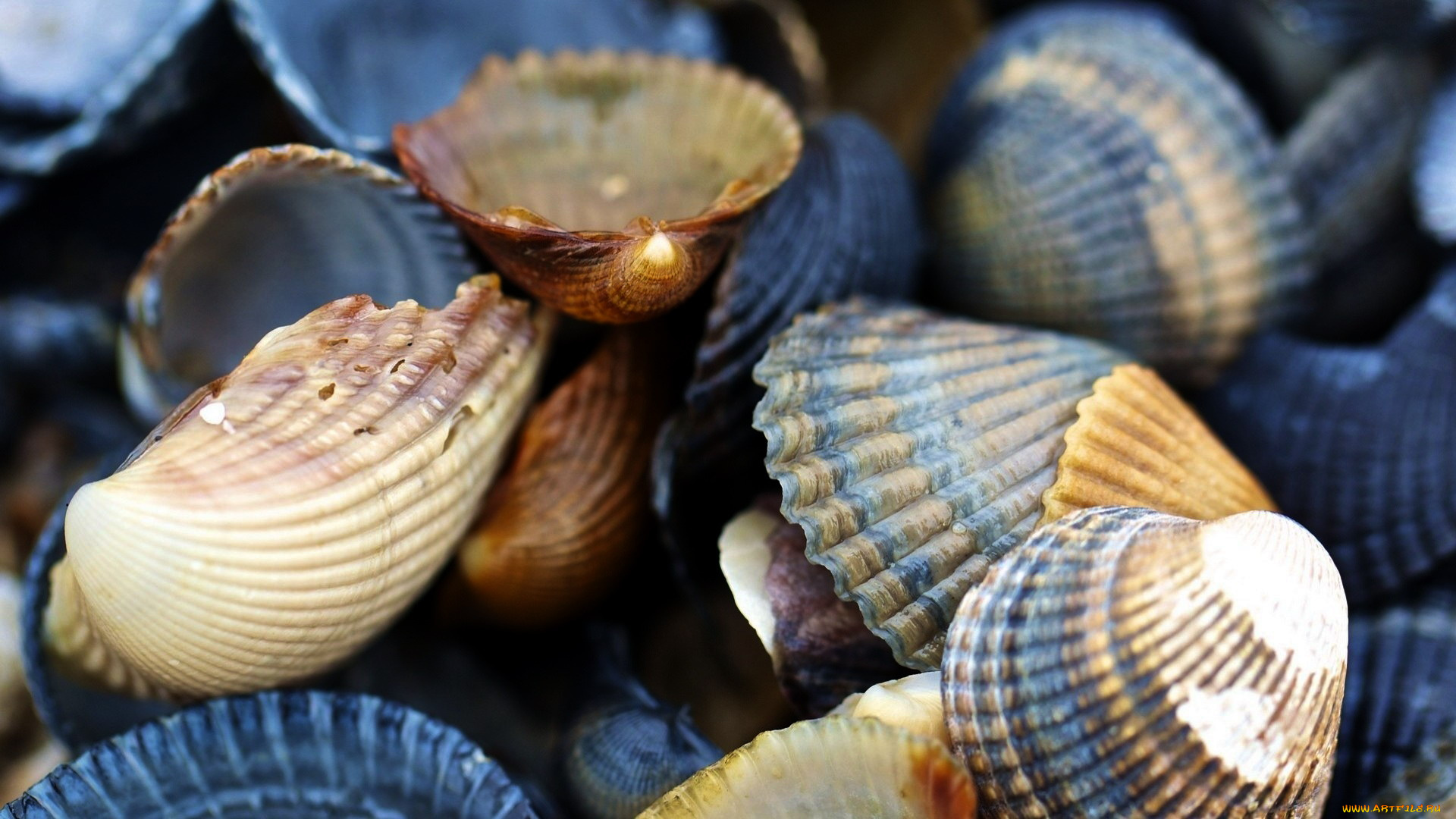 разное, ракушки, , кораллы, , декоративные, и, spa-камни