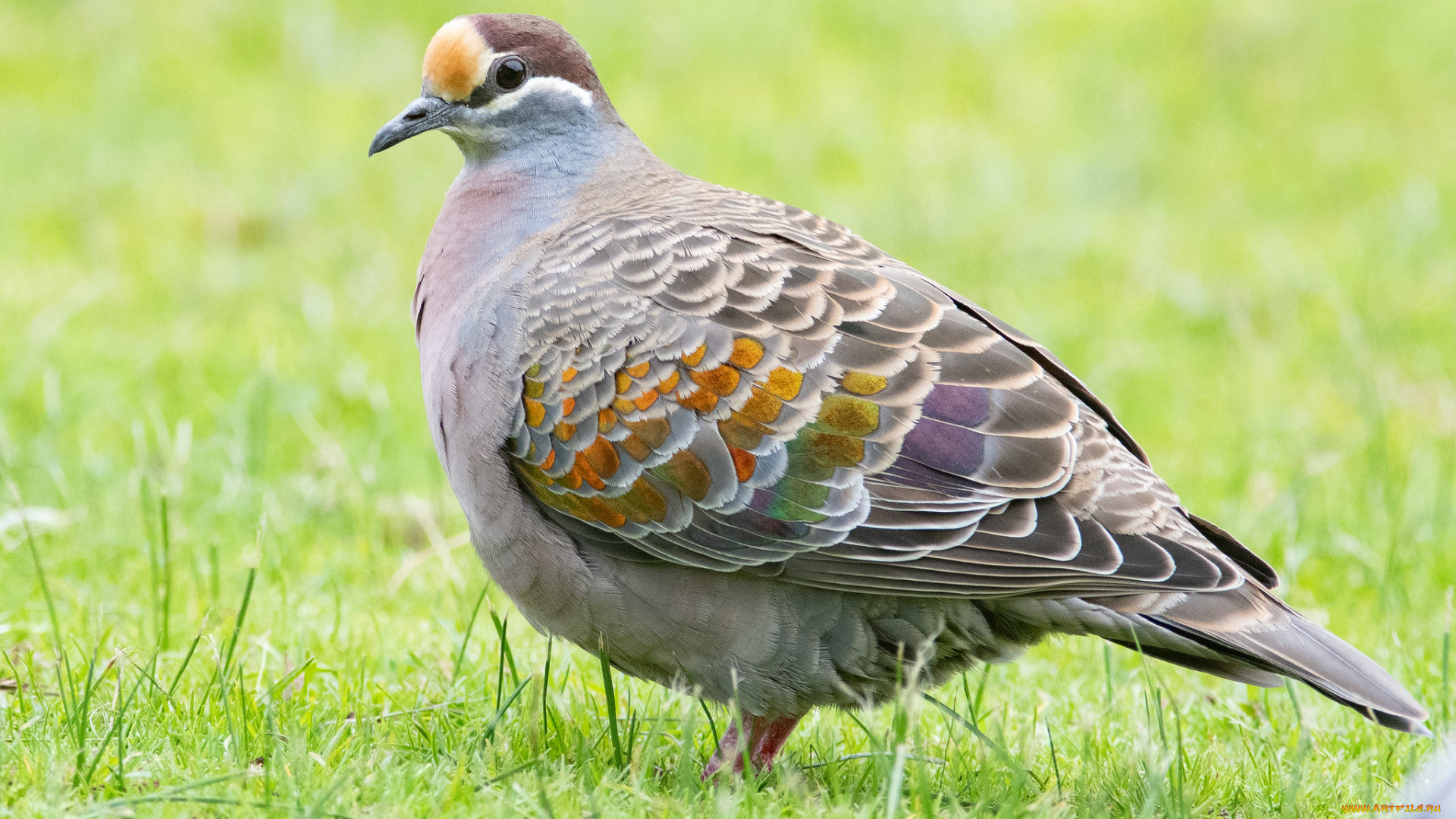 животные, голуби, птица