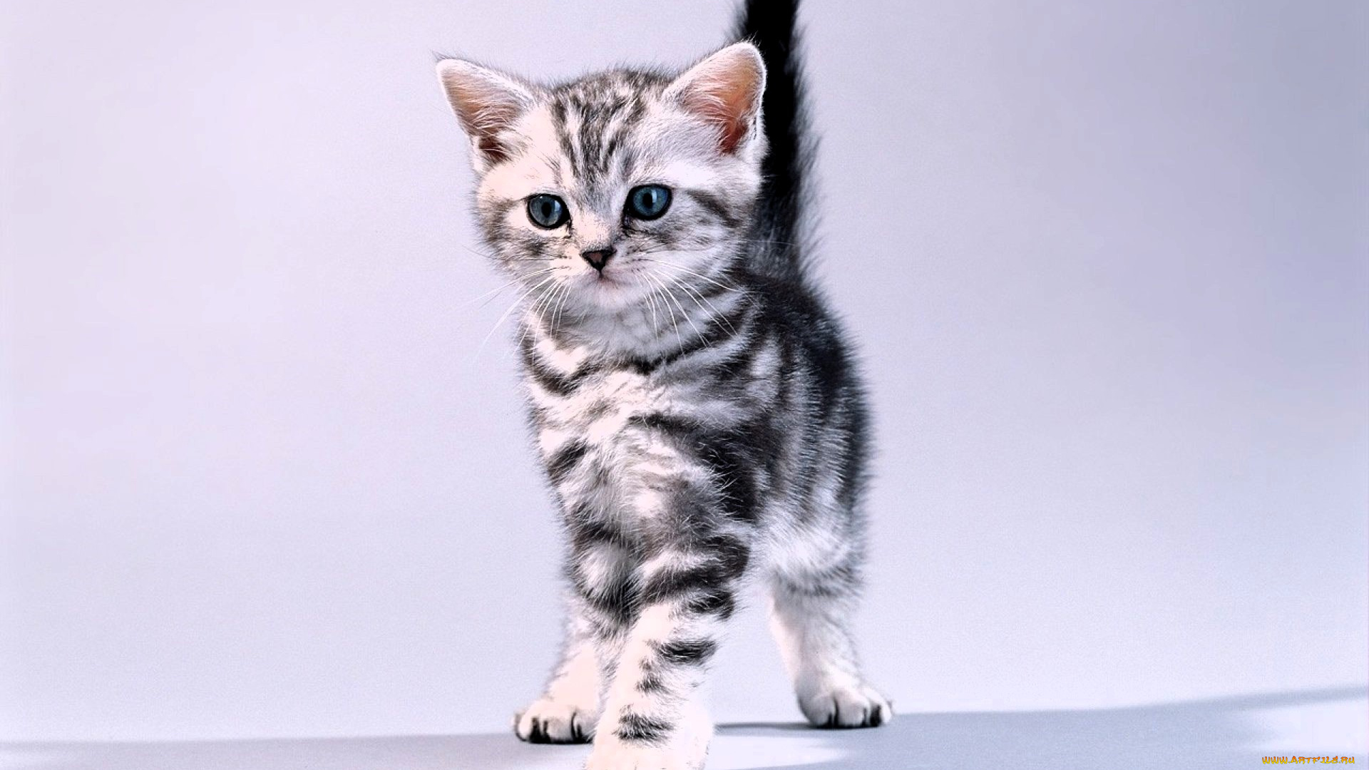 животные, коты, котенок