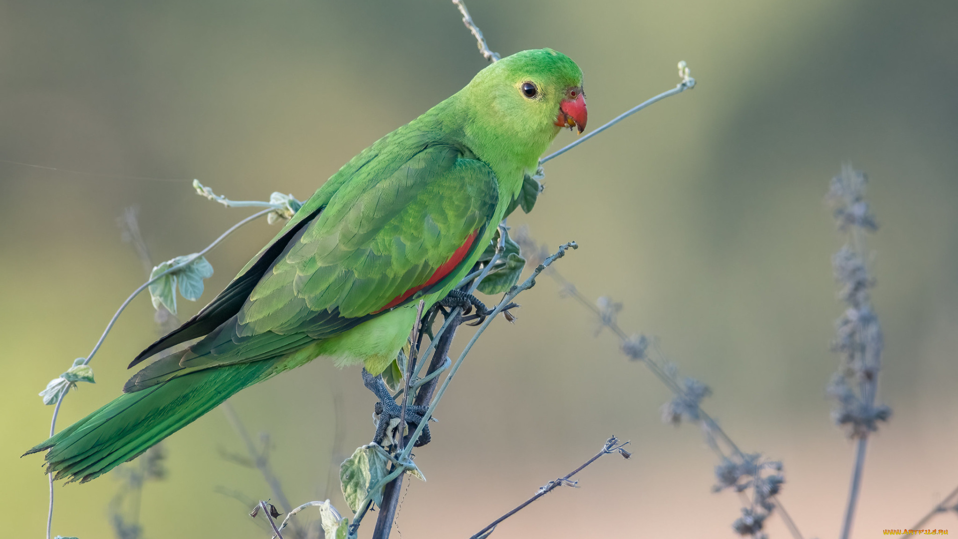 животные, попугаи, попугай